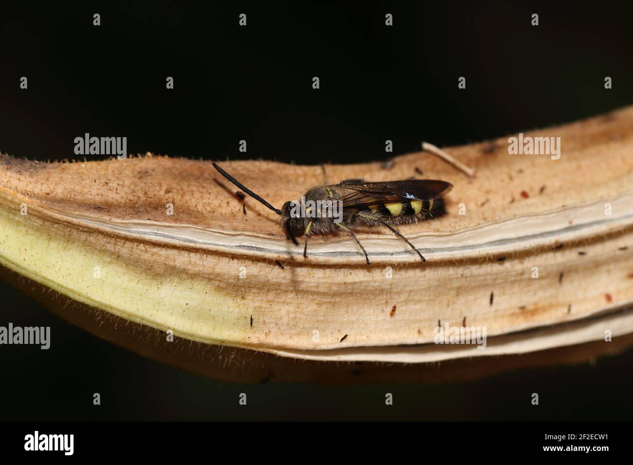 Eine Jägerwespe sitzt im Garten auf einem trockenen Marienfinger, indien. Stockfoto