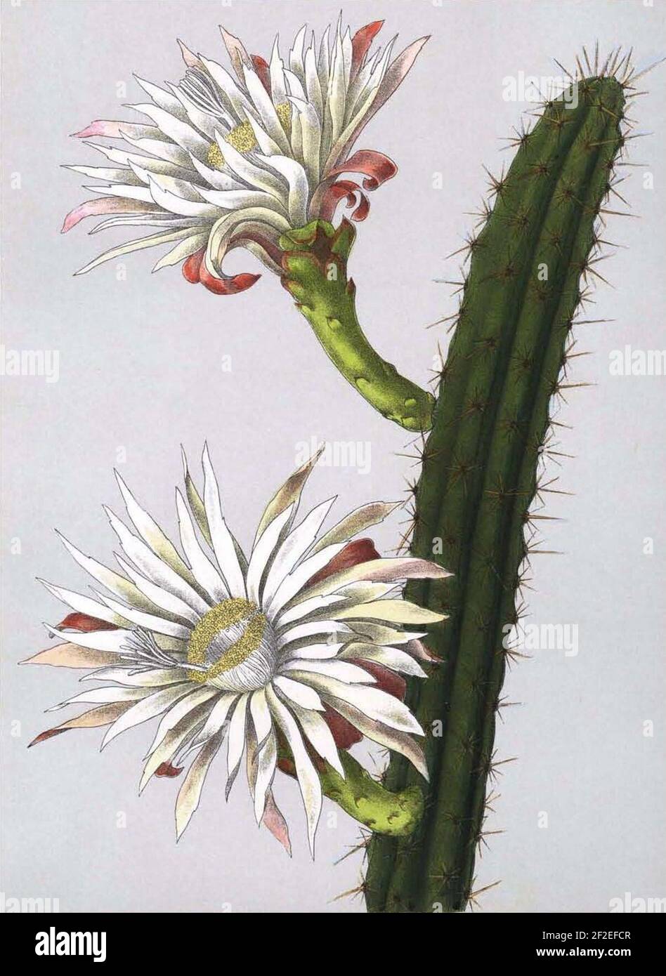 Praecereus saxicola (Cereus rhodoleucanthus) Bluhende Kakteen 3. 172. Stockfoto