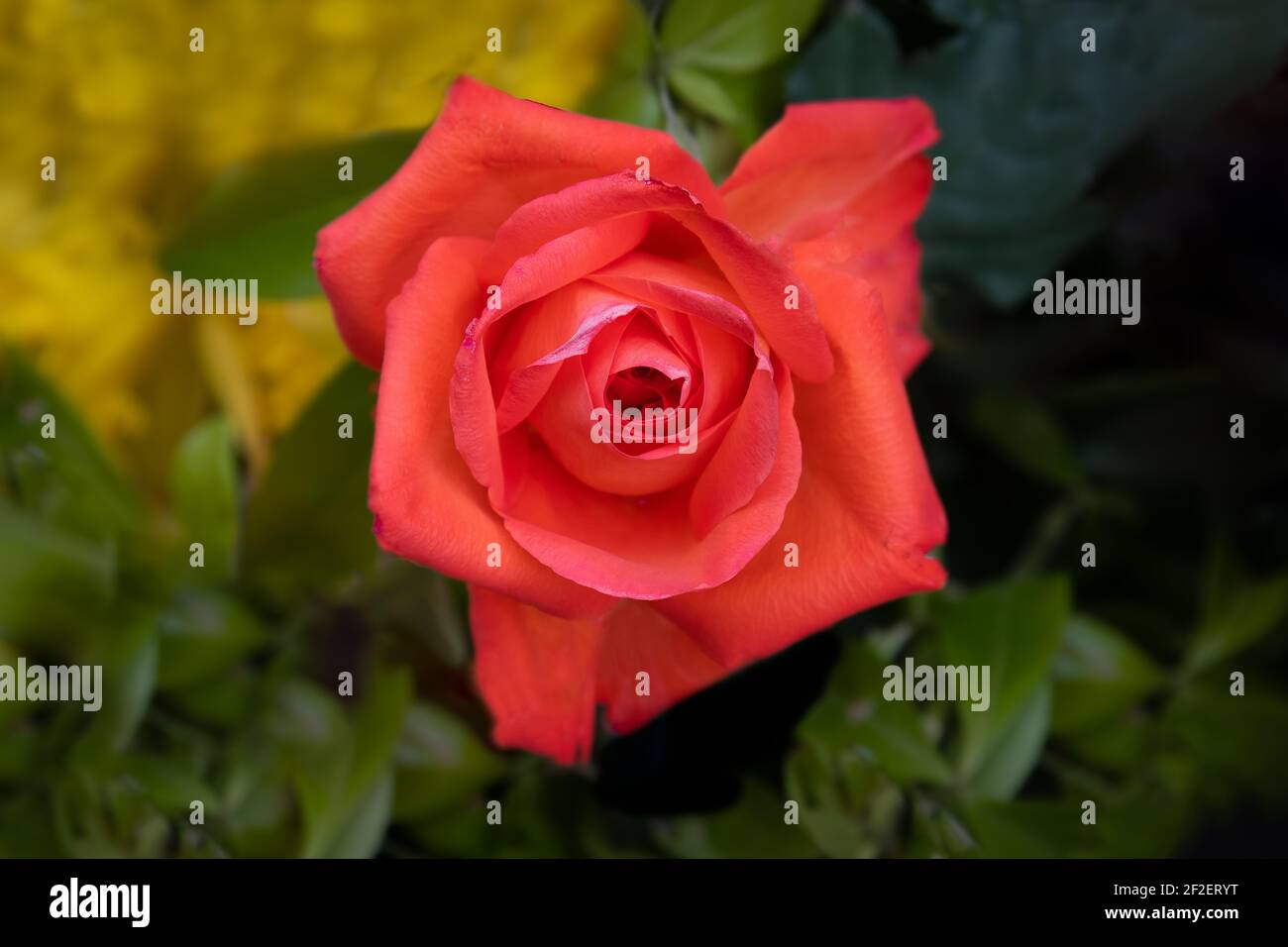 Einzelne rote Tee Rose in Blüte.Foto ist eine Nahaufnahme Blick auf die Blume Stockfoto