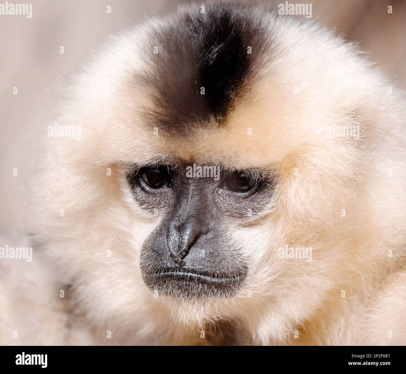 Primate Gelber Wabengibbon (Nomascus gabriellae), Nahaufnahme Porträt Stockfoto