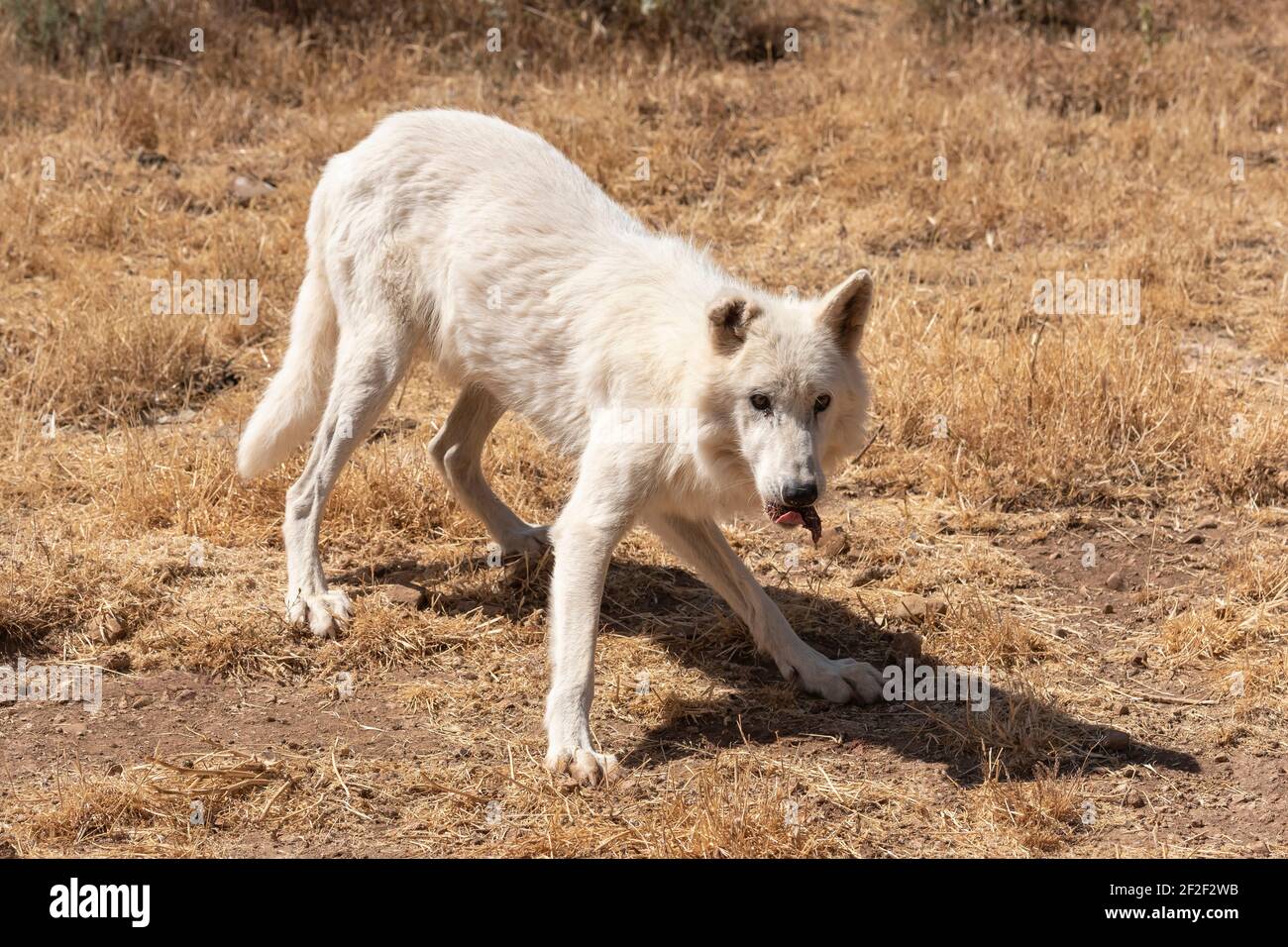 Alaskan Tundra Wolf (Canis lupus tundrarum) Stockfoto