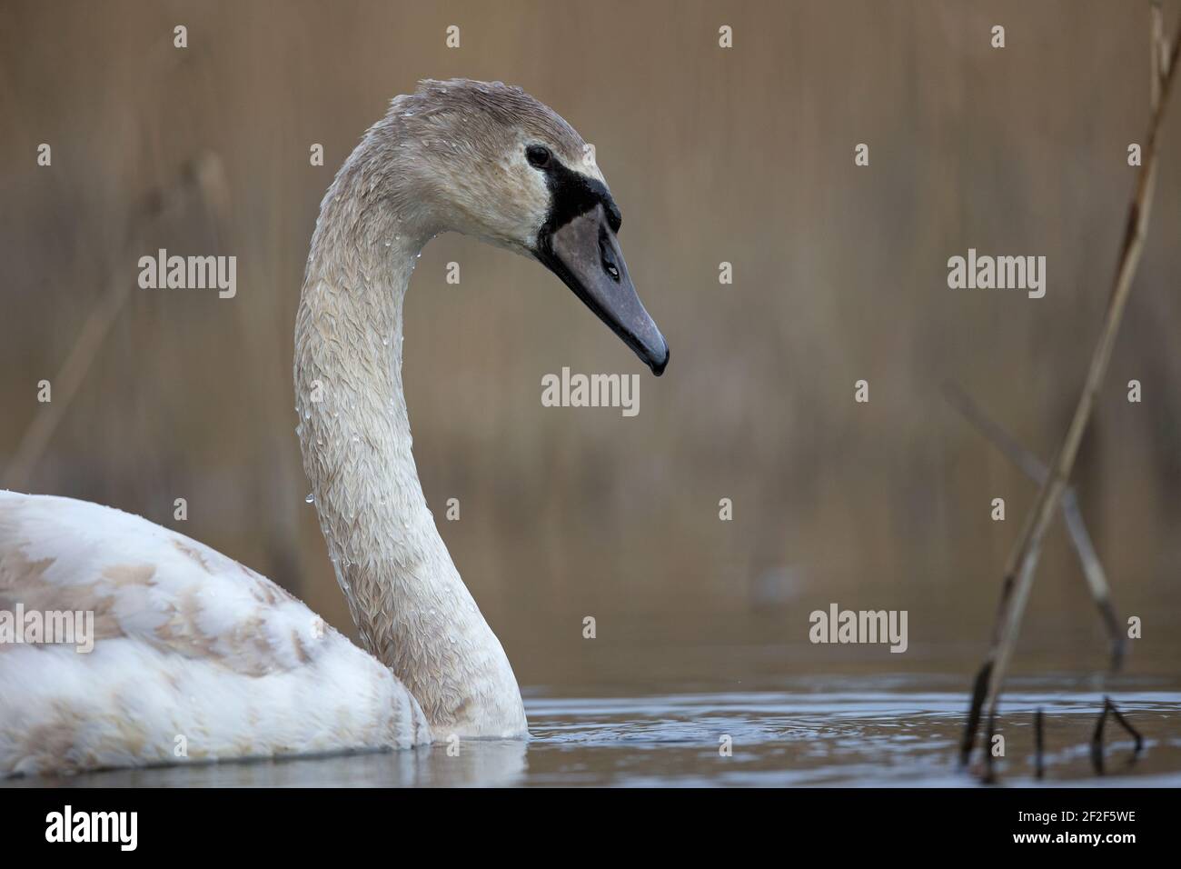 Höckerschwan (Cygnus Olor) Stockfoto