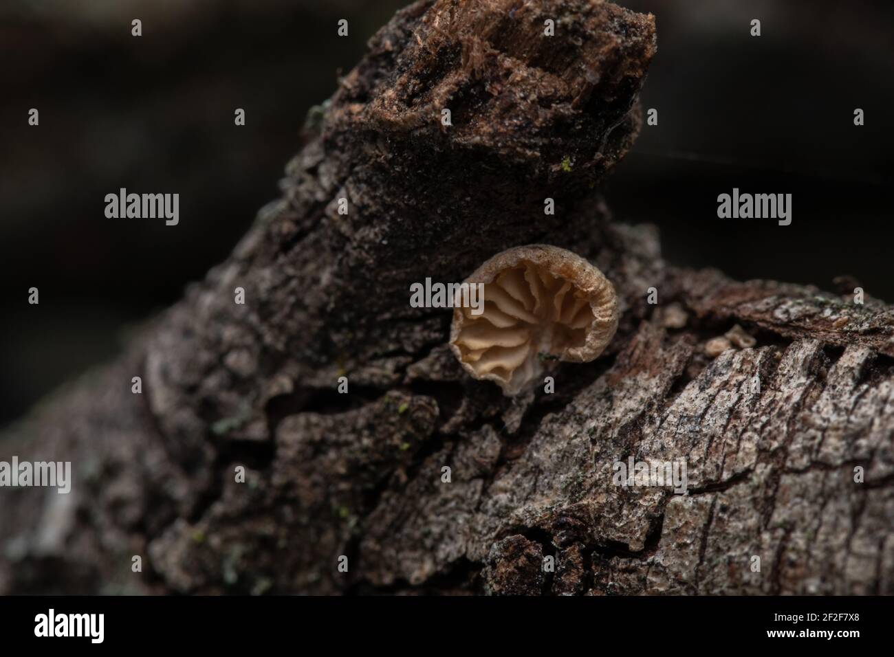 Eine Nahaufnahme des Pilzes Crepidotus versutus allgemein bekannt als die Ausweichende Agarie, die auf einem Baumstamm wächst Stockfoto