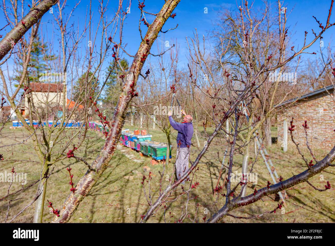 Älterer Landwirt, Gärtner beschneidet Zweige von Obstbäumen mit langen loppers im Obstgarten im frühen Frühjahr, in der Nähe von Bienenvolk, Bienenhaus. Stockfoto