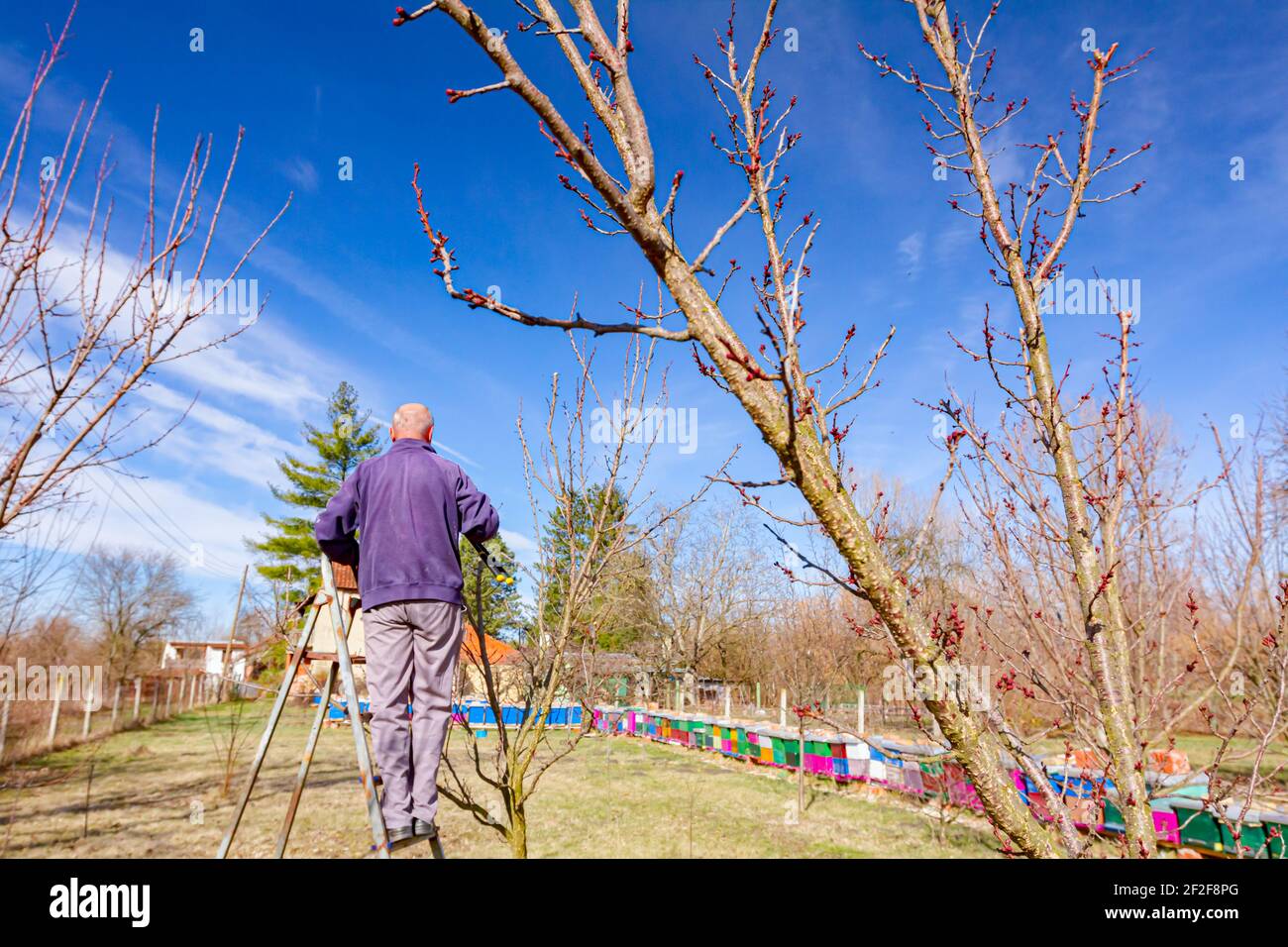 Bauer ist die Beschneidung Zweige von Obstbäumen im Obstgarten mit astscheren im frühen Frühling Tag mit Leitern. Stockfoto