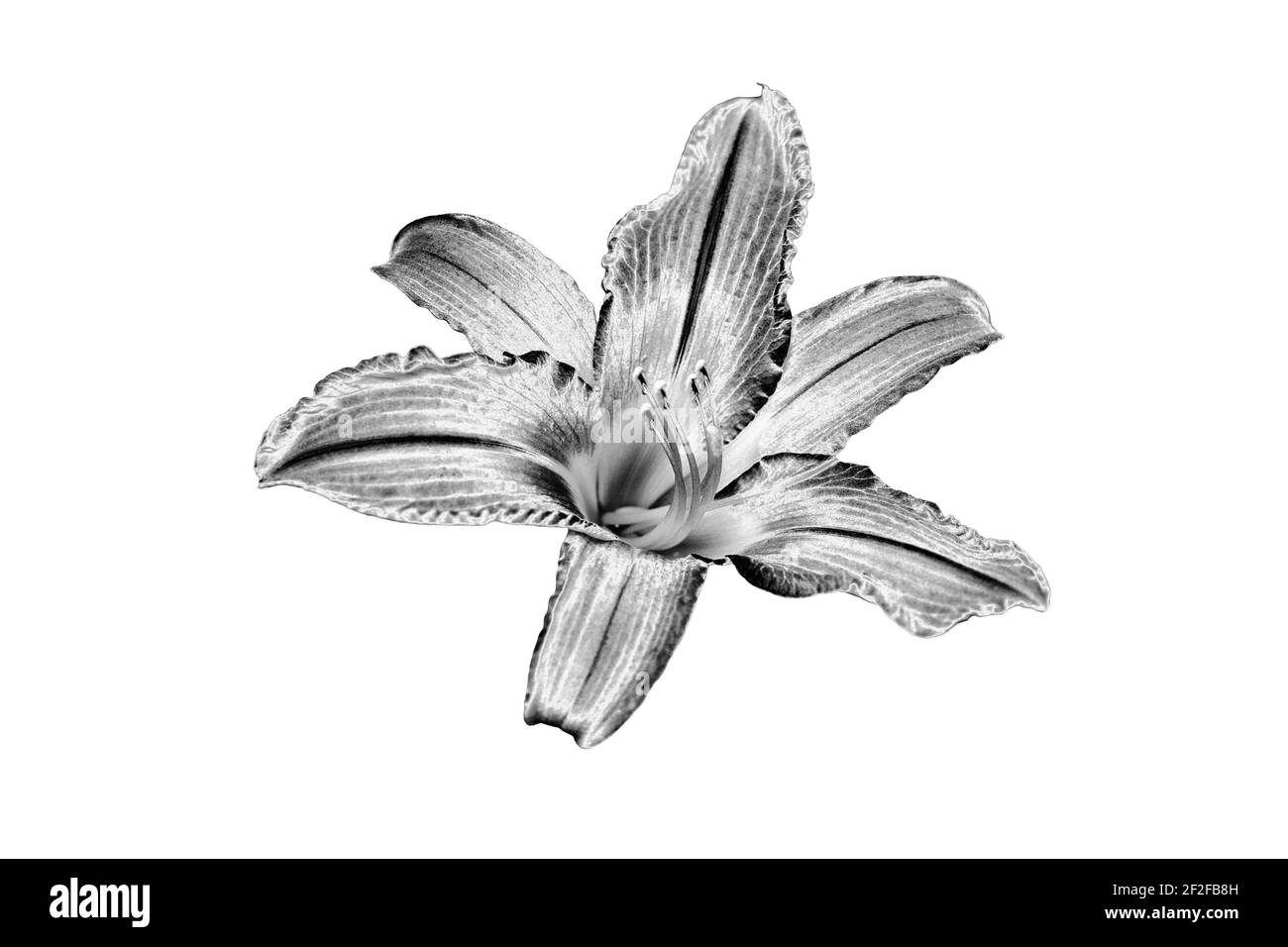 Eine silberne Lilie Blume weißen Hintergrund isoliert Nahaufnahme Draufsicht, schöne schwarz weiß einzelne lilie Blume, glänzend grau Metall floralen Design-Element Stockfoto