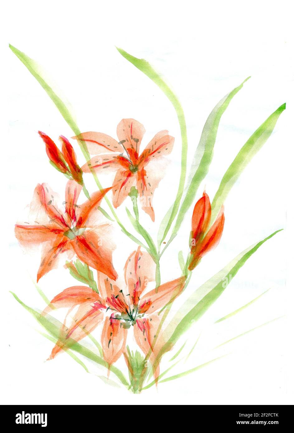 Schöne orange Lily flower bouquet auf weißem Hintergrund Stockfoto