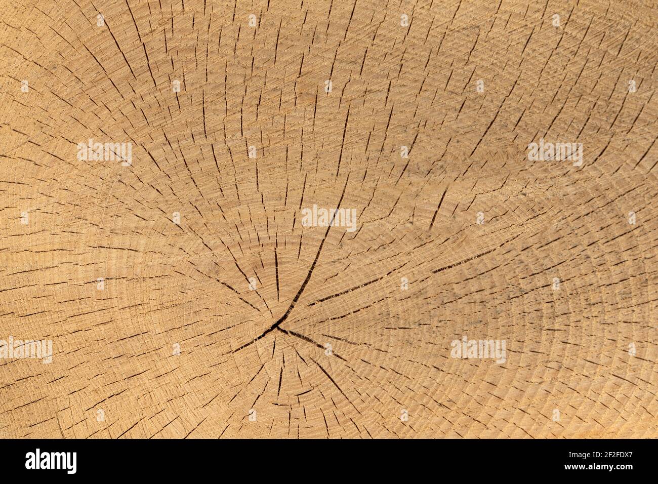 Kern eines Baumstammes mit rissiger Textur Stockfoto