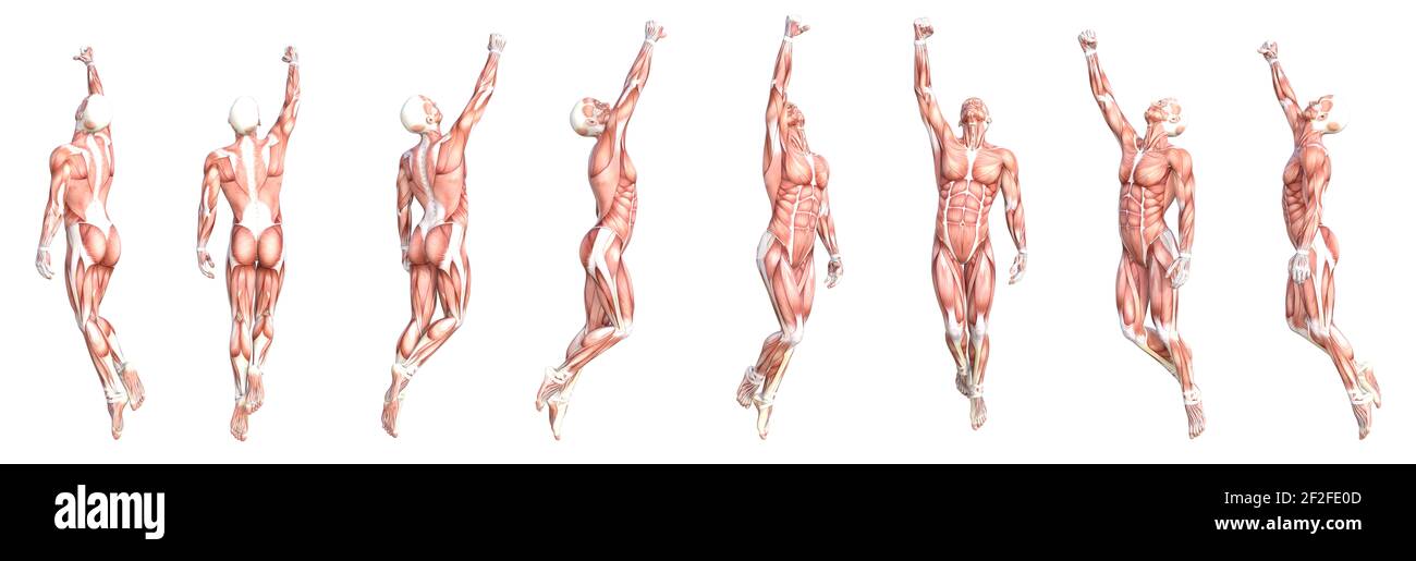 Konzeptionelle Anatomie gesunde skinless menschlichen Körper Muskelsystem Set. Athletischer junger Erwachsener posiert für Bildung, Fitness-Sport, Medizin Stockfoto