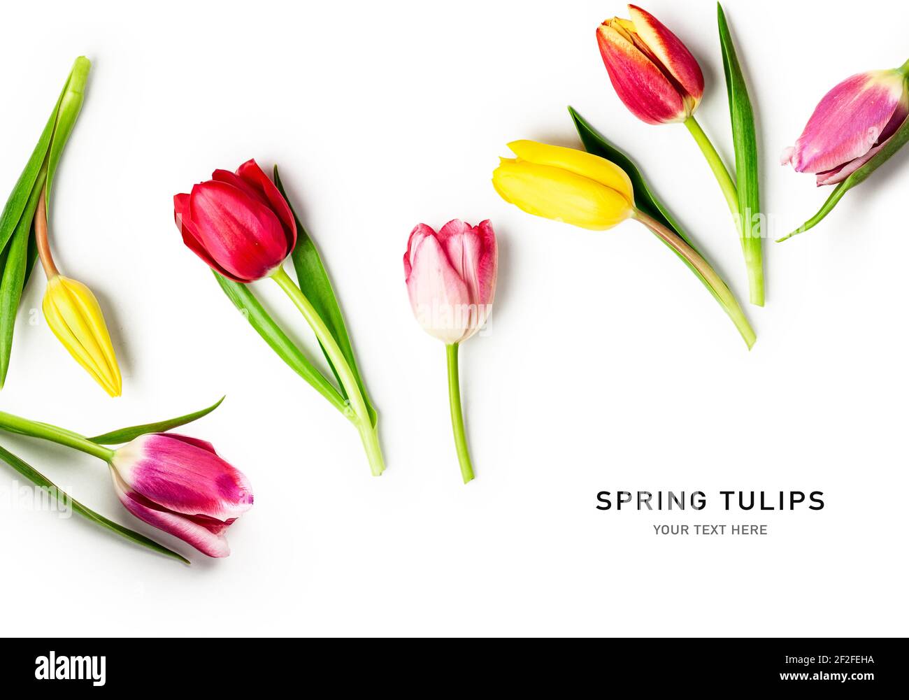 Tulpe Frühling Blumen mit Blättern kreative Layout isoliert auf weißem Hintergrund. Florale Komposition mit schönen bunten Tulpen. Osterblumen conce Stockfoto