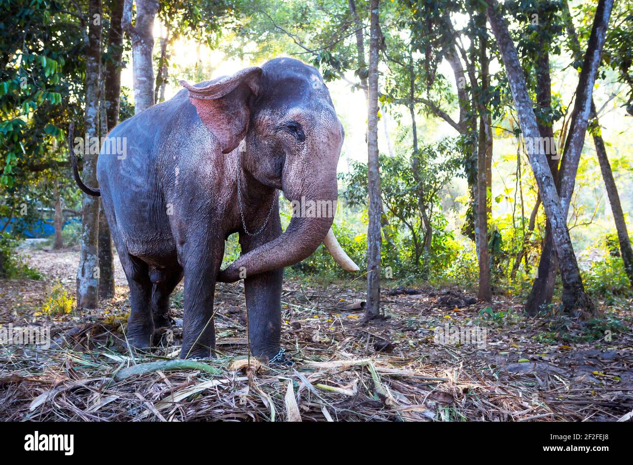 Indischer Elefant im Dschungel an einer Kette - Unterhaltung für Touristen, harte Arbeit auf dem Bauernhof, Reiten, Ausflüge. Elefant im Wald in der Sonne Th Stockfoto