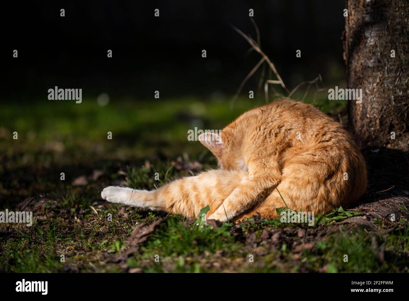 Katze, die Reinigung selbst Stockfoto