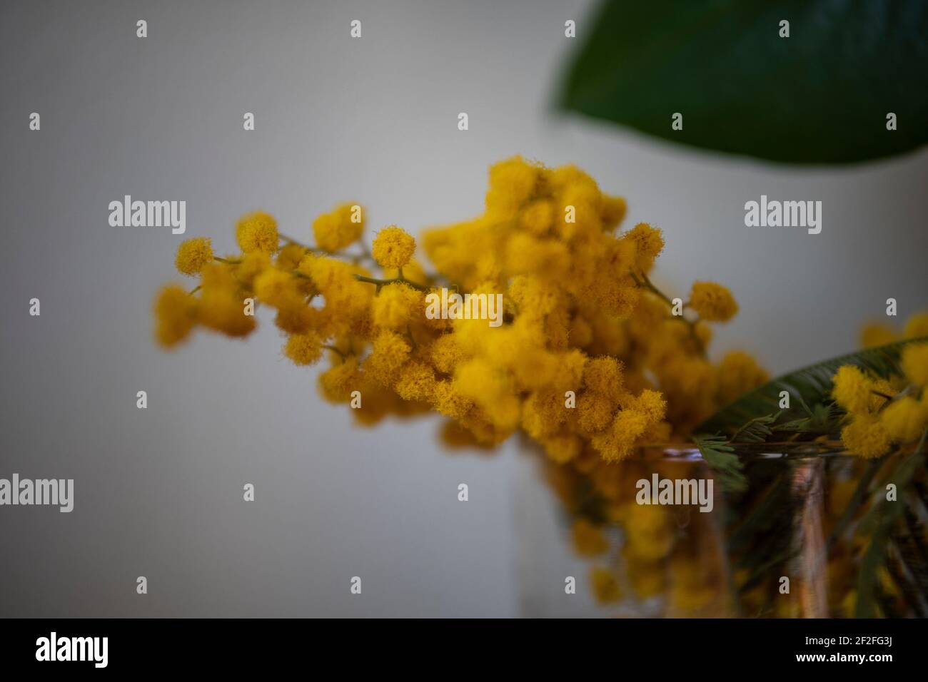 Bouquet spring flowers mimosa Fotos und Bildmaterial in hoher