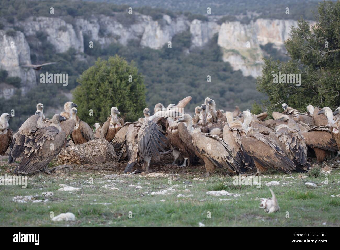 Gänsegeier - Fütterung auf einem toten SchafGyps fulvus WWF Reserve - Refugio de Rapaces Segovia, Spanien BI008796 Stockfoto