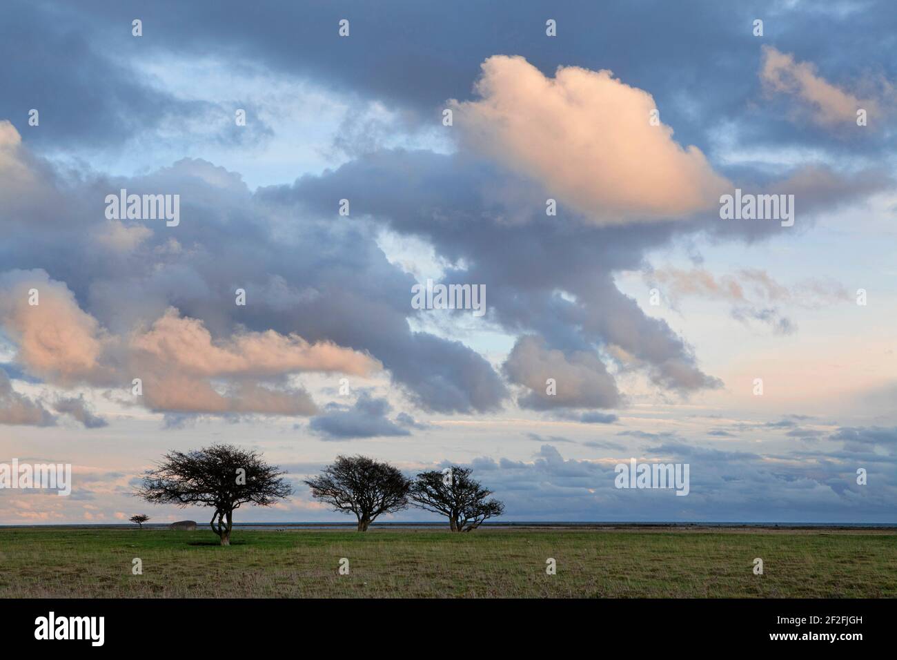 Olands südliches Kap und das Grasland von Schaferiangarna, Schweden. Foto: Anders Good / TT / Code 2343 Stockfoto