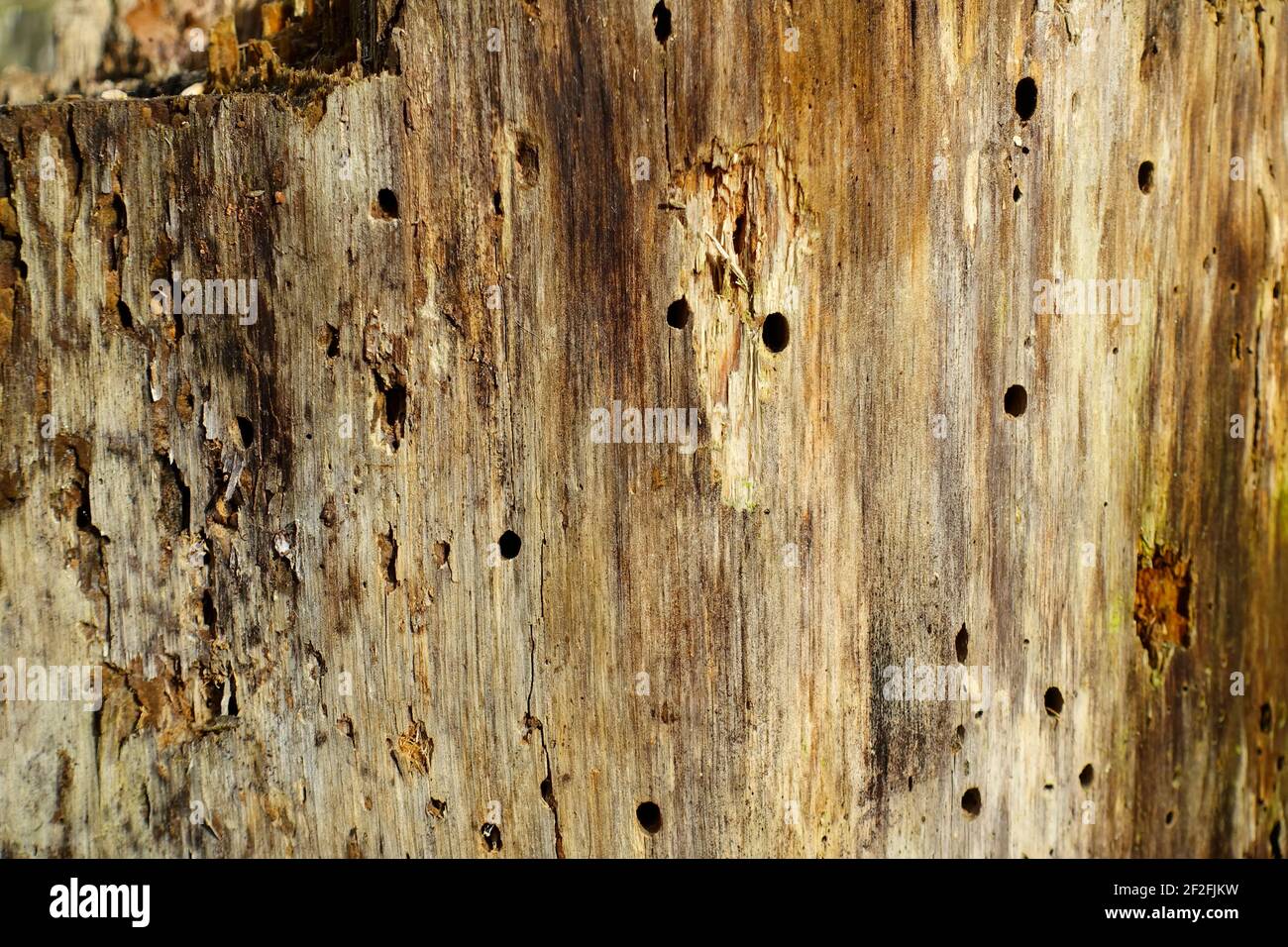 Borkenkäfer in einem Baum Stockfoto