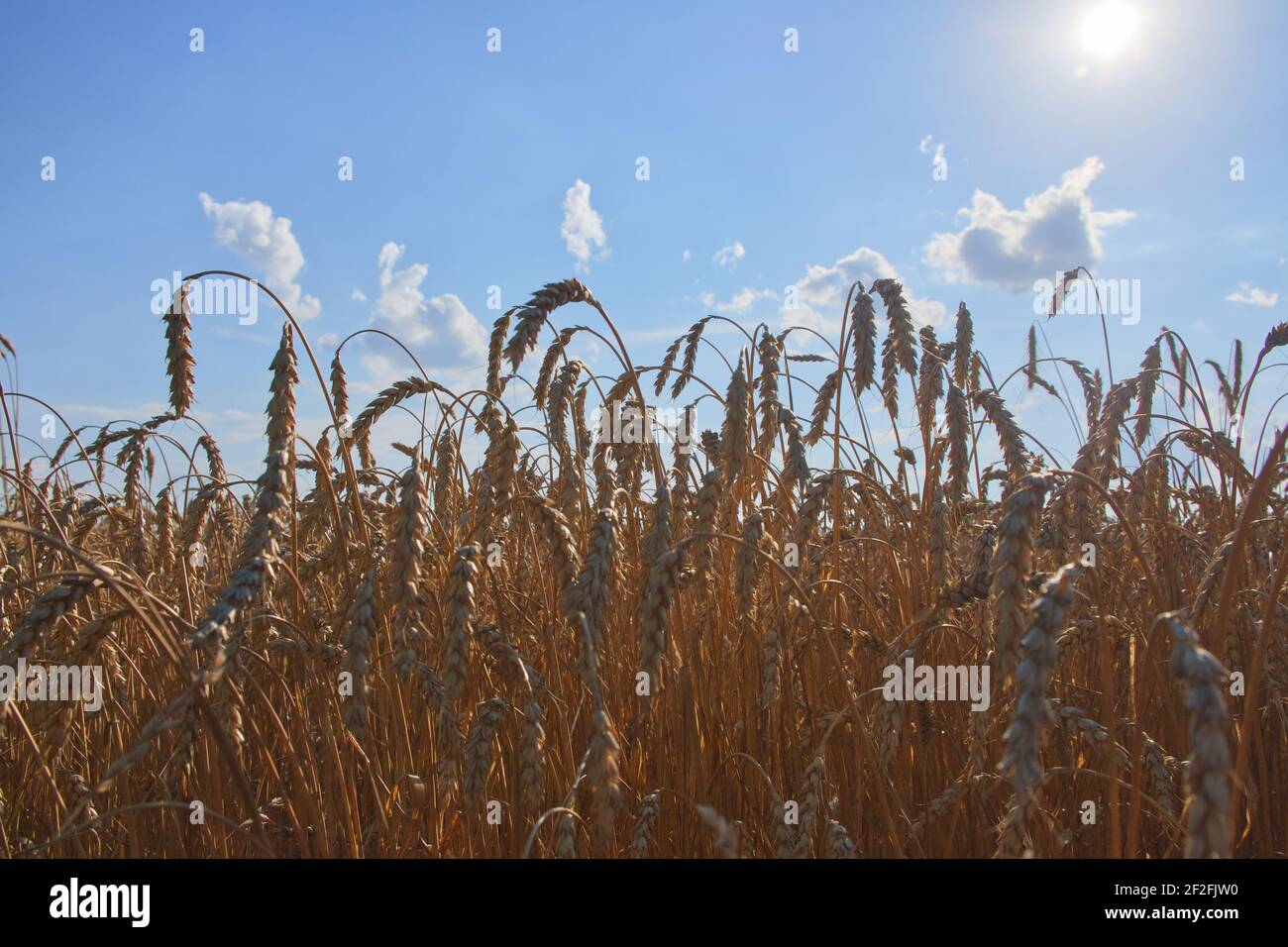 Weizenohren gegen den blauen Himmel an einem heißen Sommerabend. Reife Kulturpflanzen. Landwirtschaftliche Betriebe. Stockfoto