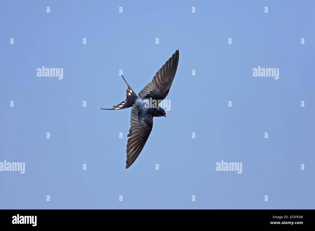 Schwalbe - im FlugHirundo rustica Minsmere, Suffolk, UK BI009823 Stockfoto