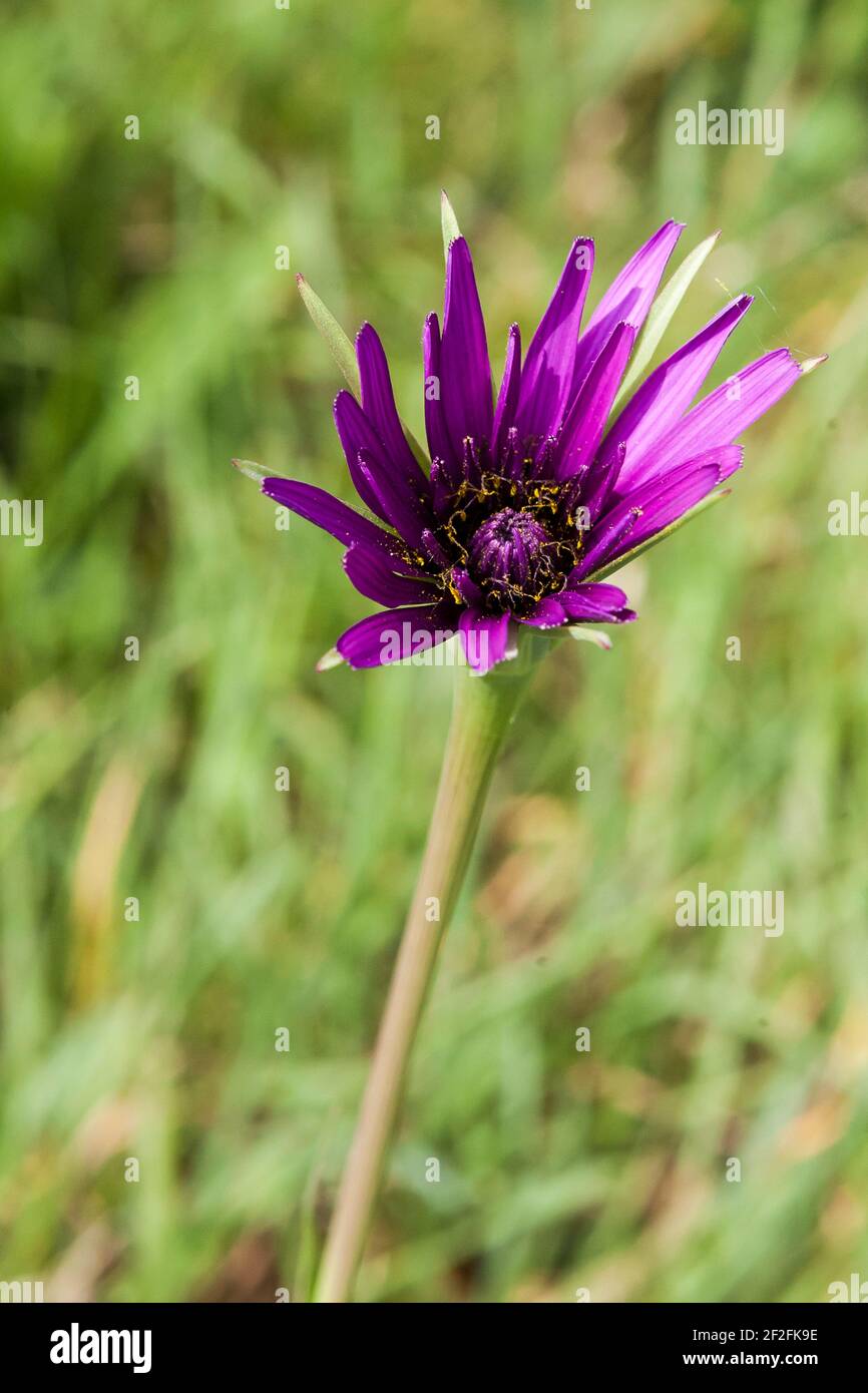 Purple Salsify (Tragopogon porrifolius) wächst wild im Alver Valley Country Park, Gosport, Hampshire, England, Großbritannien Stockfoto