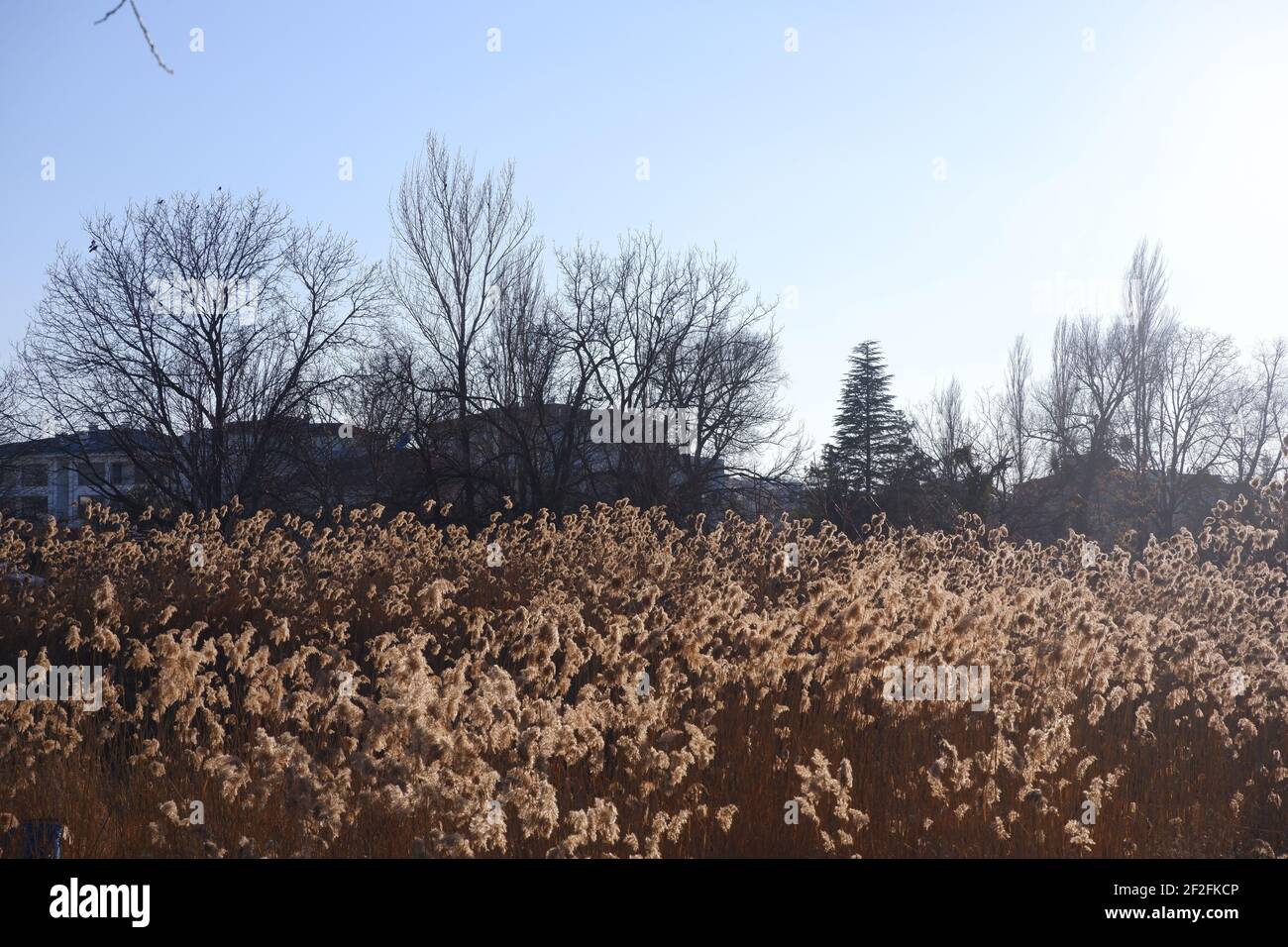 Sonnenstrahl über Pampagras Stockfoto