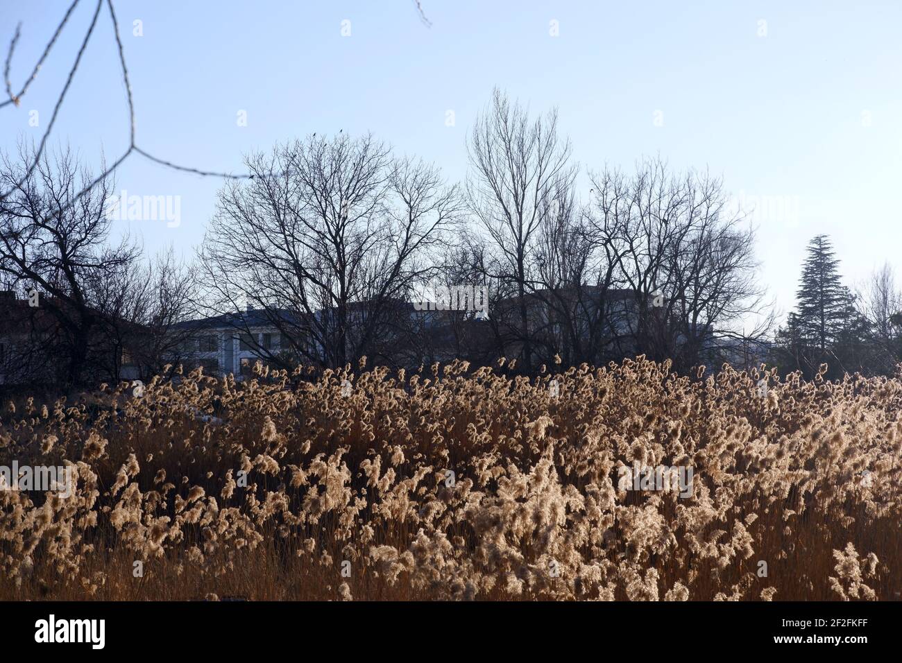 Sonnenstrahl über Pampagras Stockfoto