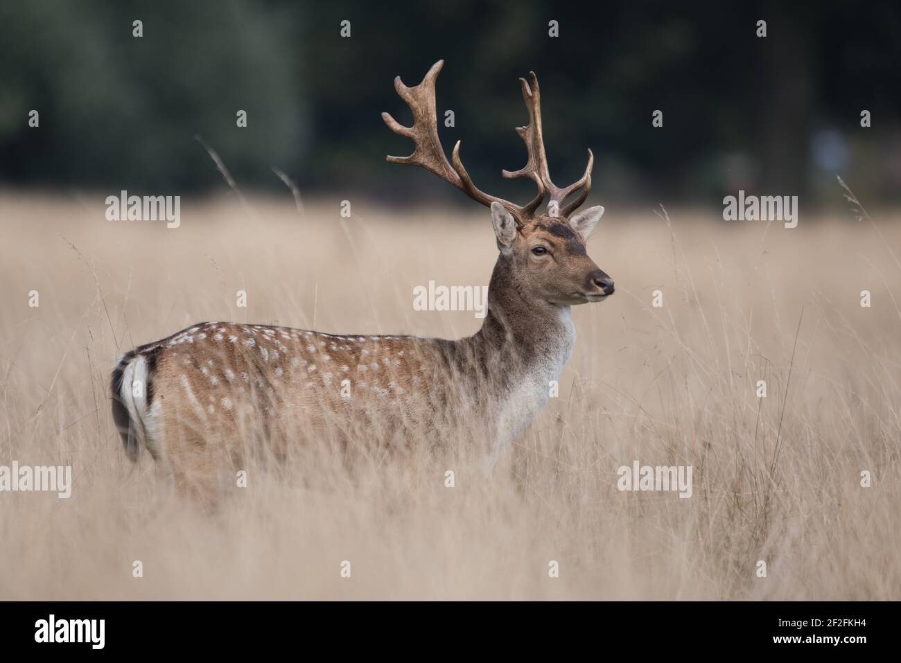 Hirsch der Damhirsche, Hirsche, Dama dama Stockfoto