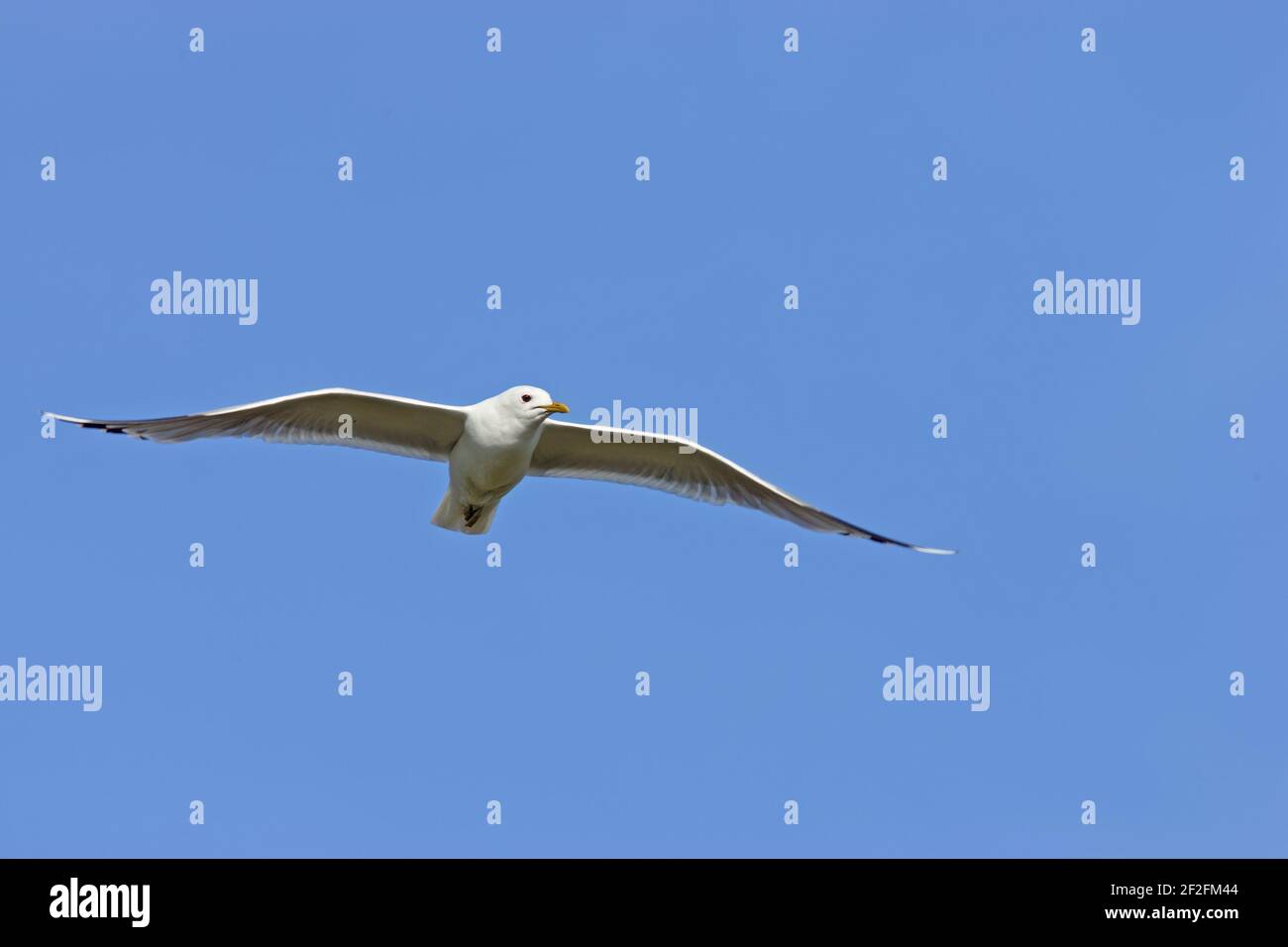 Gemeine Möwe - im FlugeLarus canus Shetland Festland, UK BI010347 Stockfoto