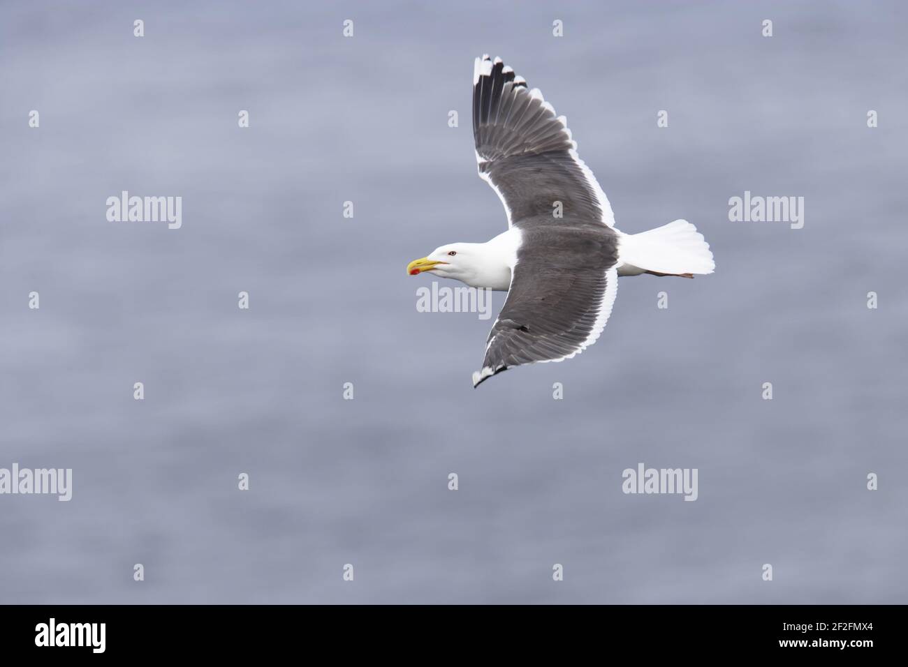 Große Schwarzrückenmöwe - im FlugLarus marinus Noss Nature Reserve Shetland, UK BI010768 Stockfoto