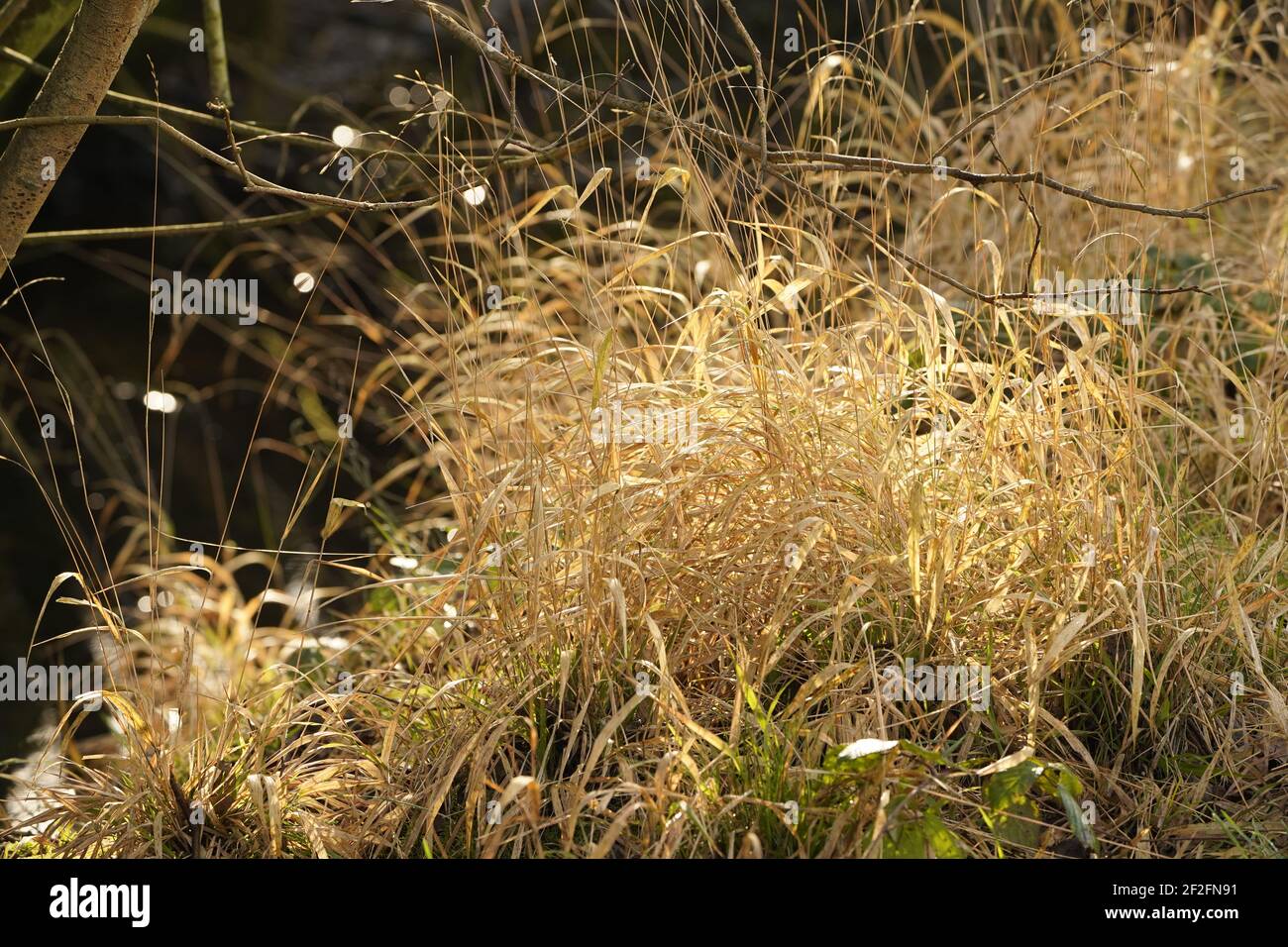 Wilde Grünflächen, ein wichtiger Lebensraum für das Leben auf der Erde Stockfoto