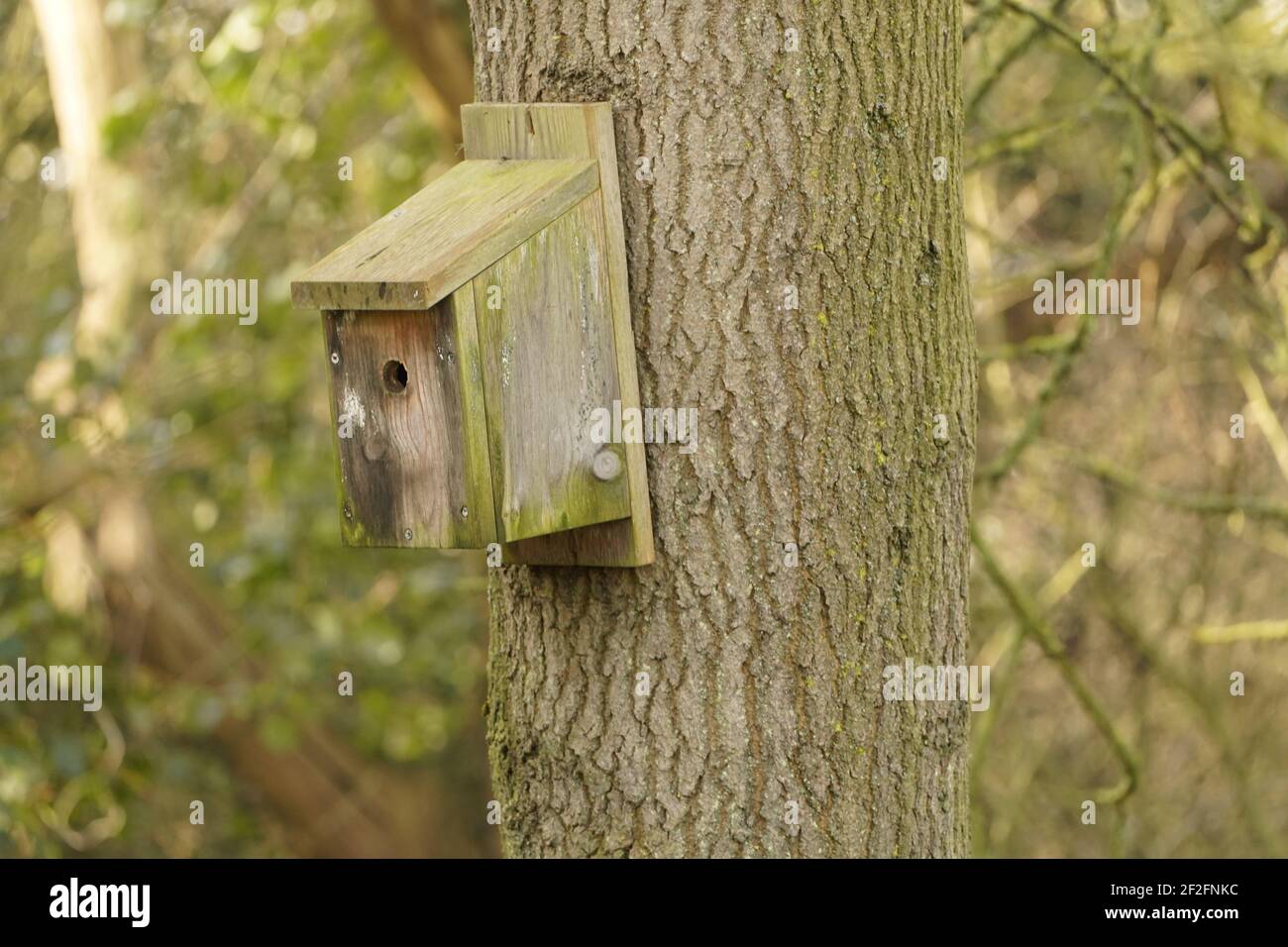 Baum das Ökosystem des Lebens auf der Erde und hilft dem Vogelleben mit einem Nistkasten. Stockfoto