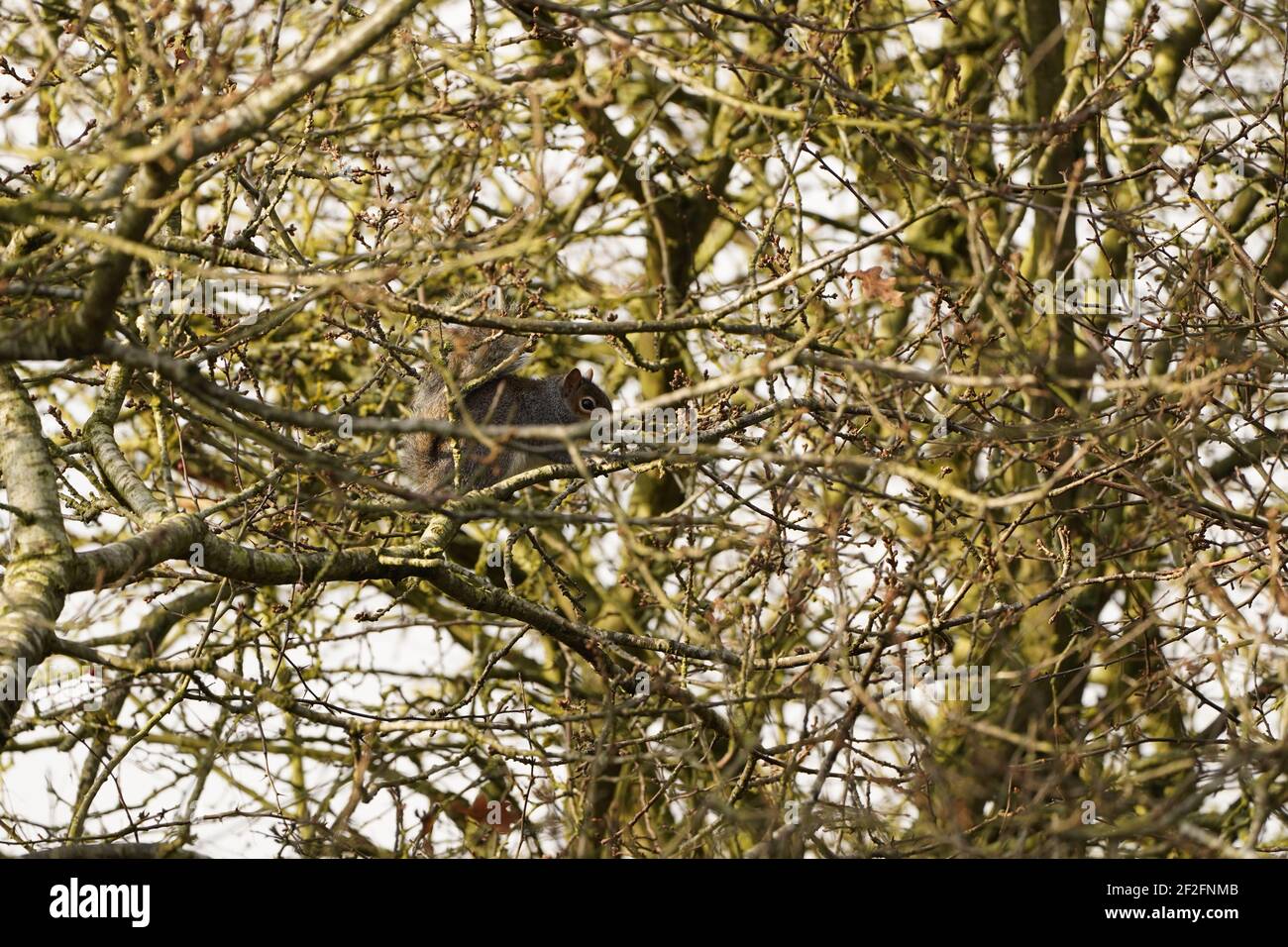 Wildes Eichhörnchen in natürlichem Lebensraum Stockfoto