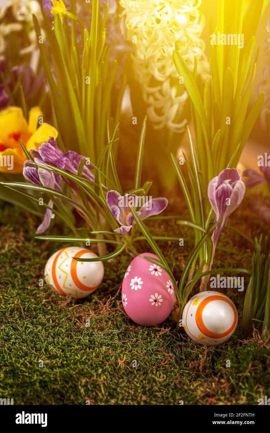 Osterhintergrund mit Frühlingsblüten und Ostereiern Stockfoto