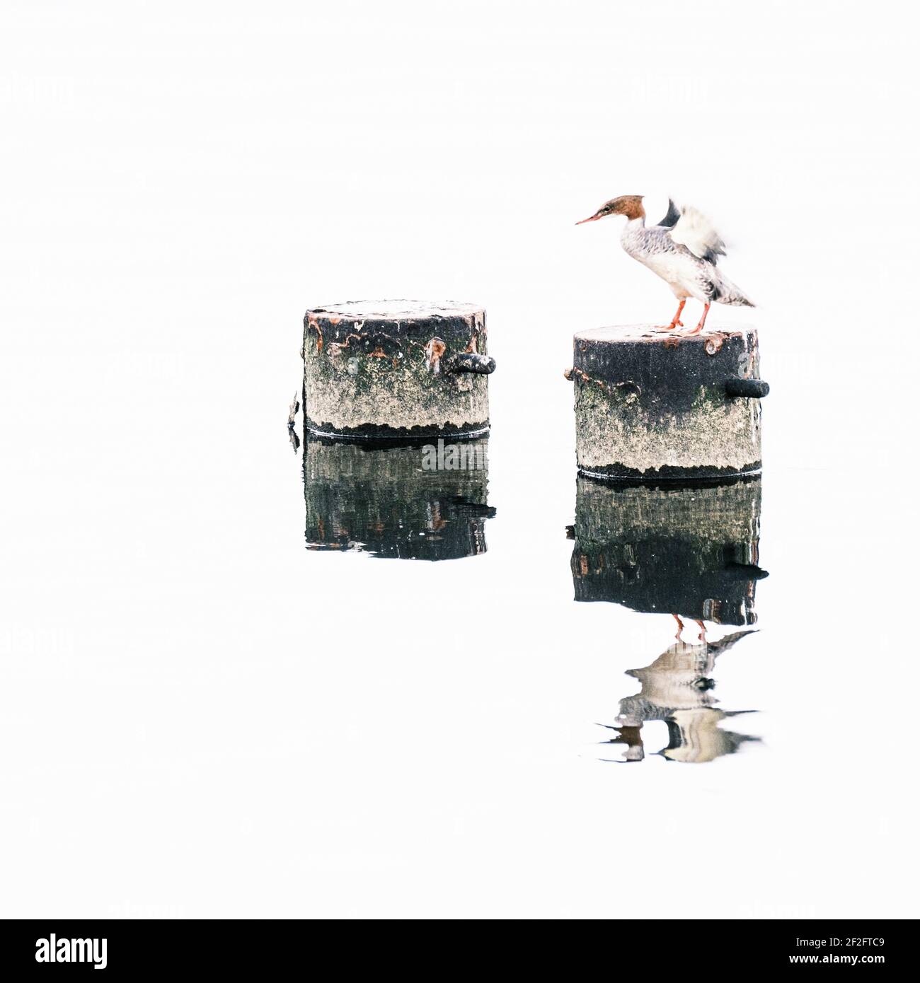 Gänsehaut auf Poller Stockfoto