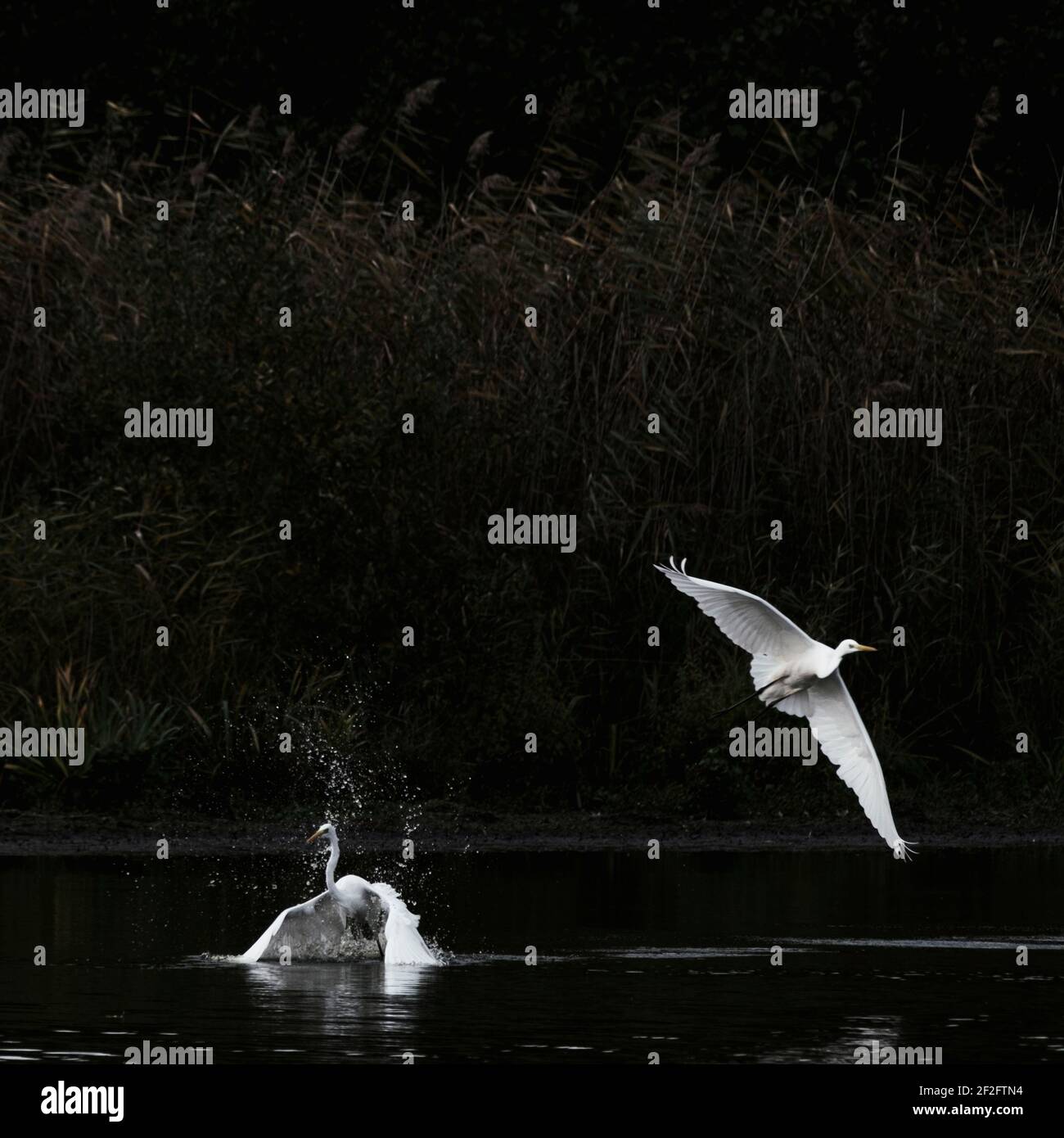 Großreiher im Territorialstreit Stockfoto