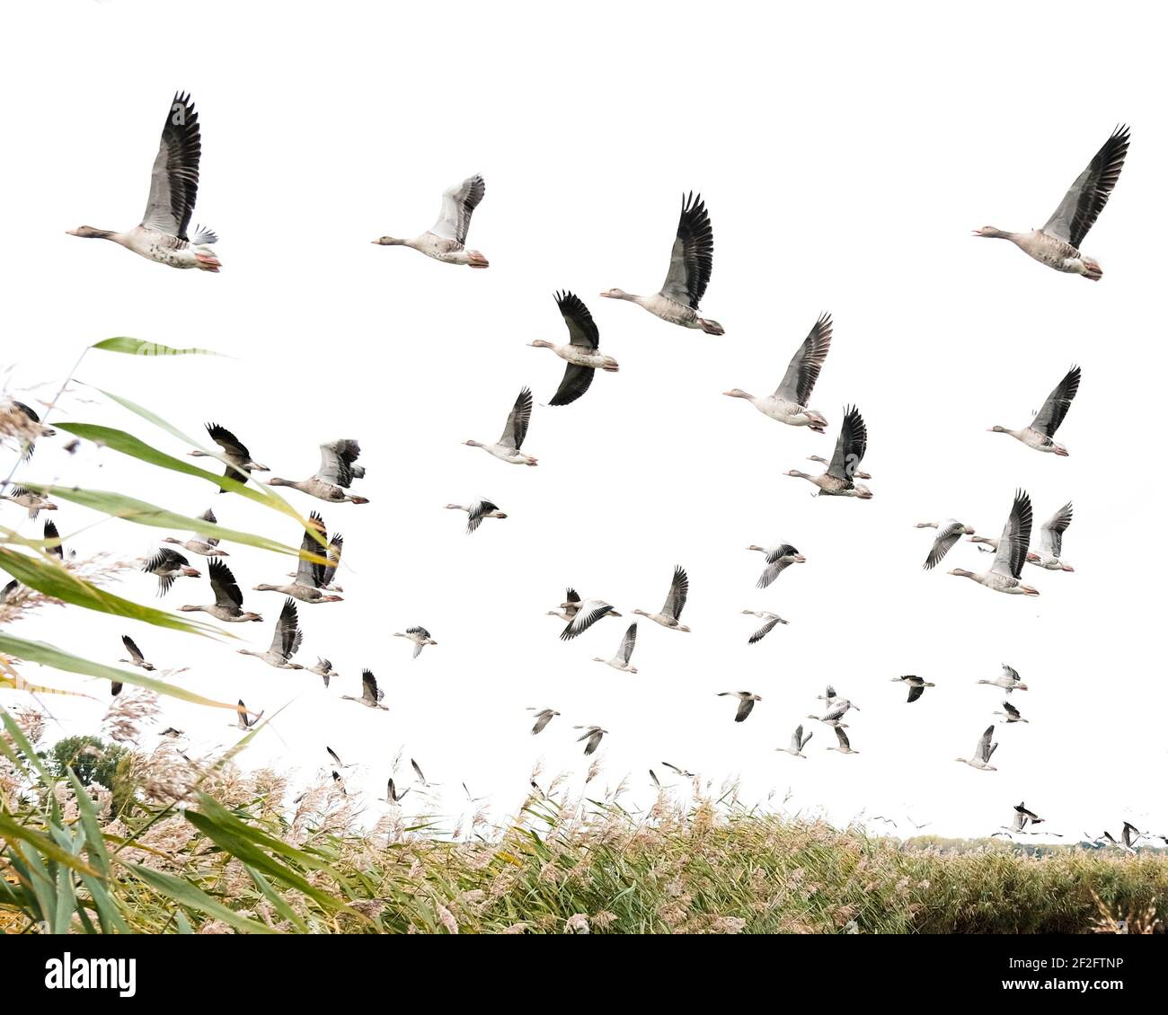 Schwarm grauer Gans im Flug über Schilfgürtel Stockfoto