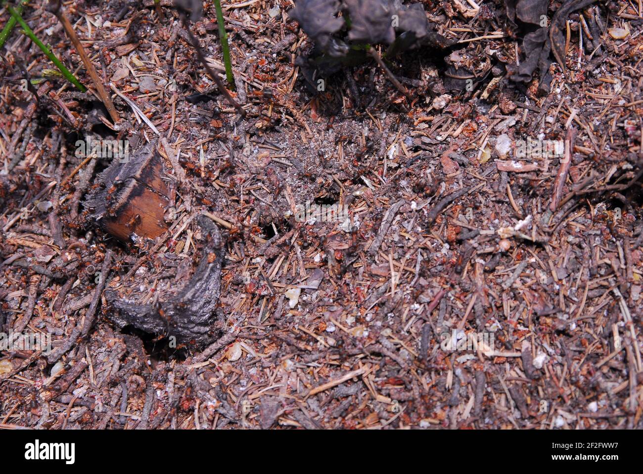 Ameisenhaufen, Wald, inseet, grüner Wald, Forstwirtschaft, Ökosystem Stockfoto