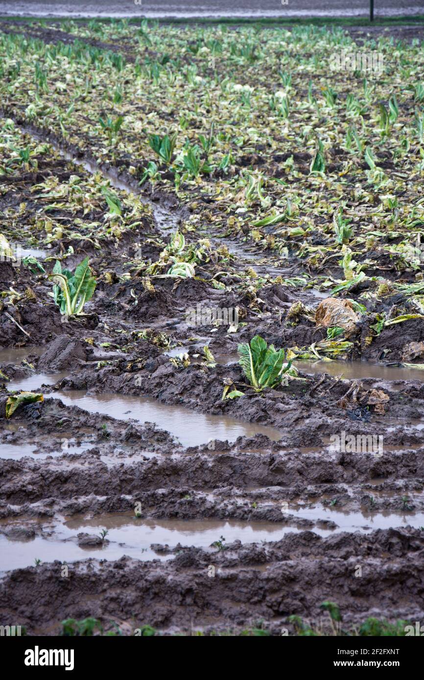 Geerntete Ernte von Blumenkohl wächst auf der Lincolnshire Fens, England, Großbritannien Stockfoto