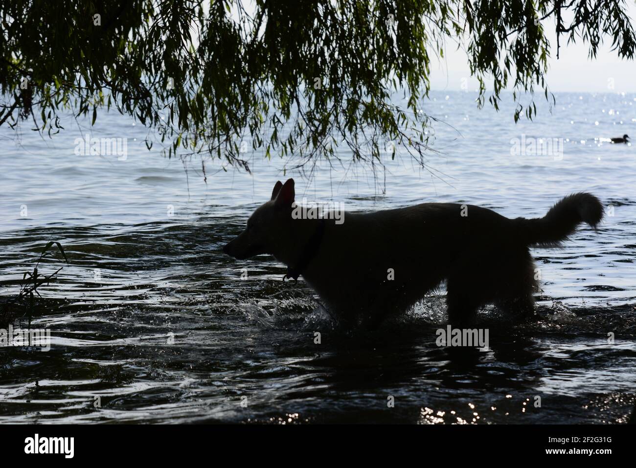 Weiße Husky-Mischung in der Natur Stockfoto