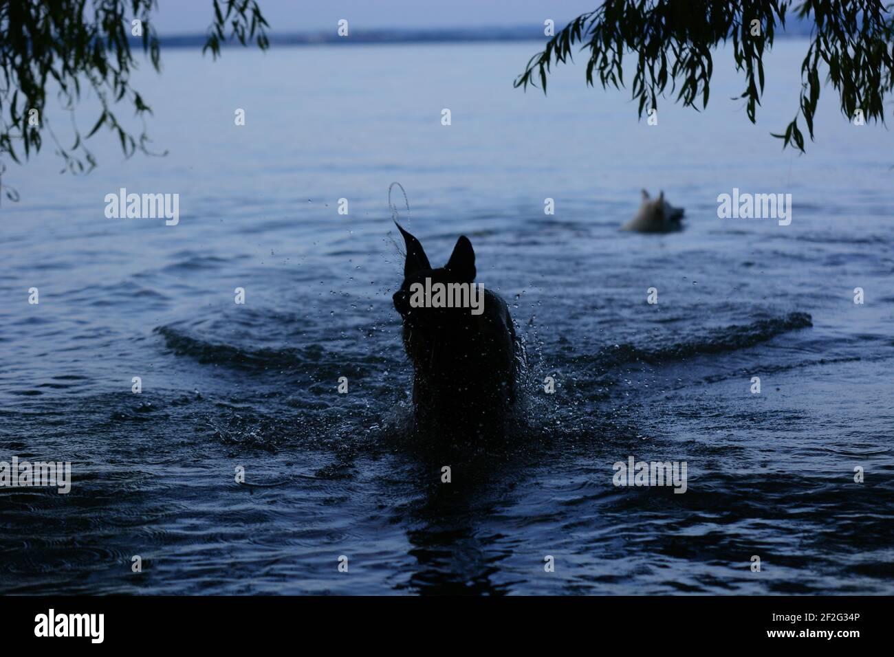 Dutch Shepherd und Husky mischen sich Stockfoto