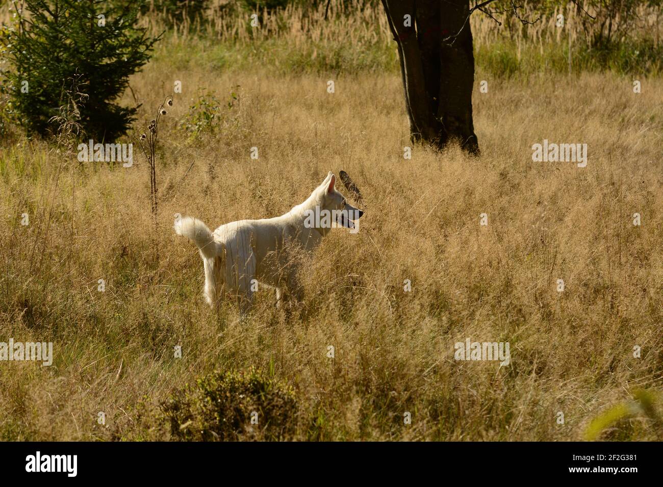 Weiße Husky-Mischung in der Natur Stockfoto
