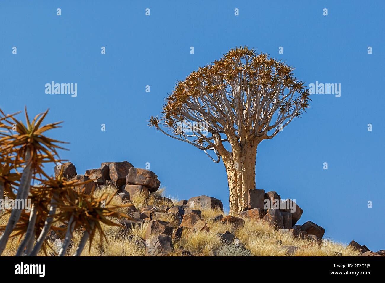 Köcherbäume (Aloe dichotoma) bei Sonnenaufgang, Keetmanshoop, Süd-Namibia, Afrika Stockfoto