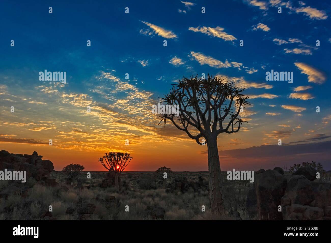 Köcherbäume (Aloe dichotoma) Wüste Sonnenaufgang orange. Keetmanshoop, Süd-Namibia, Afrika Stockfoto