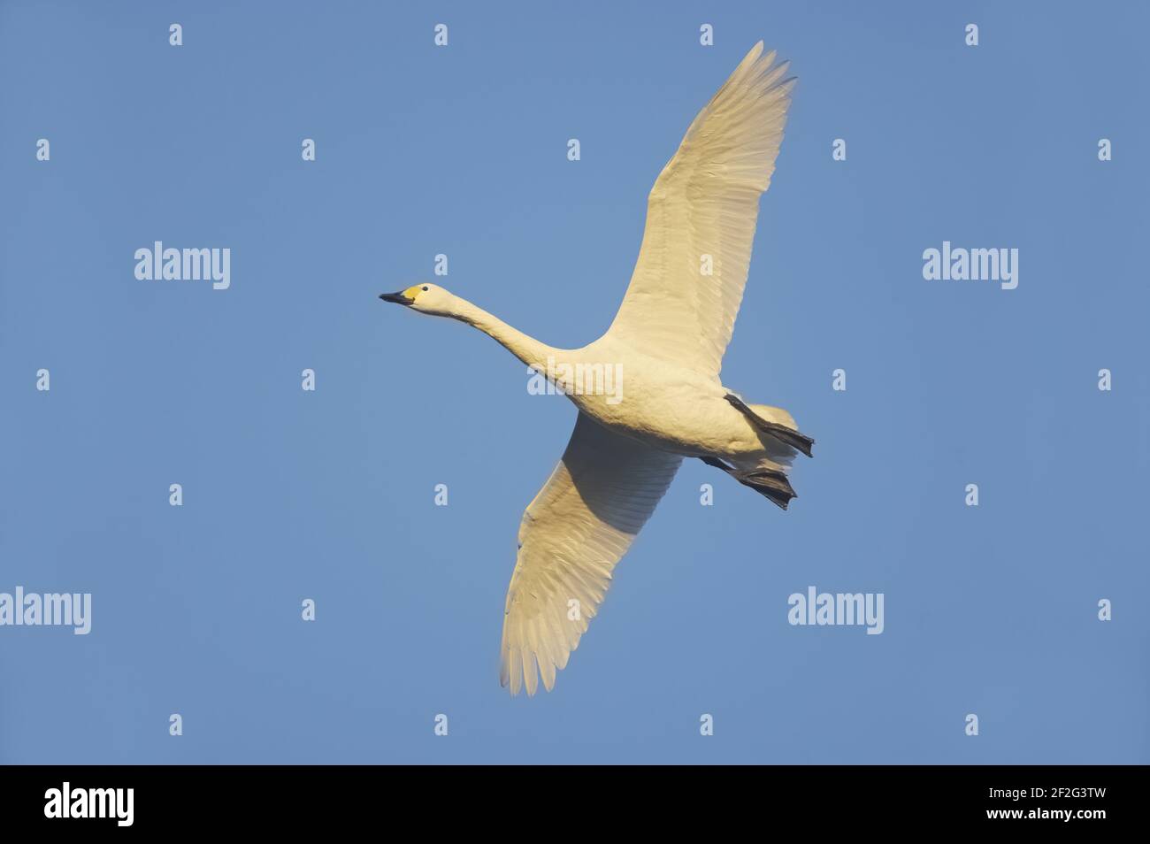 Bewick's Swan - in Flight olor columbianus bevickii WWT Slimbridge Gloucestershire, UK BI013171 Stockfoto