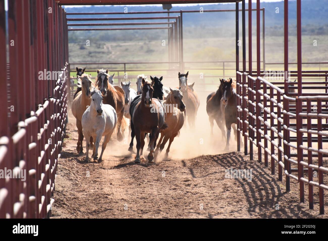 Galoppierende Pferde auf der 6666 Ranch, Guthrie, Texas, USA Stockfoto