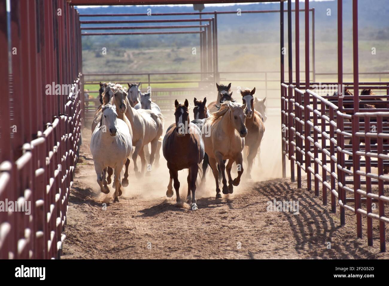 Galoppierende Pferde auf der 6666 Ranch, Guthrie, Texas, USA Stockfoto