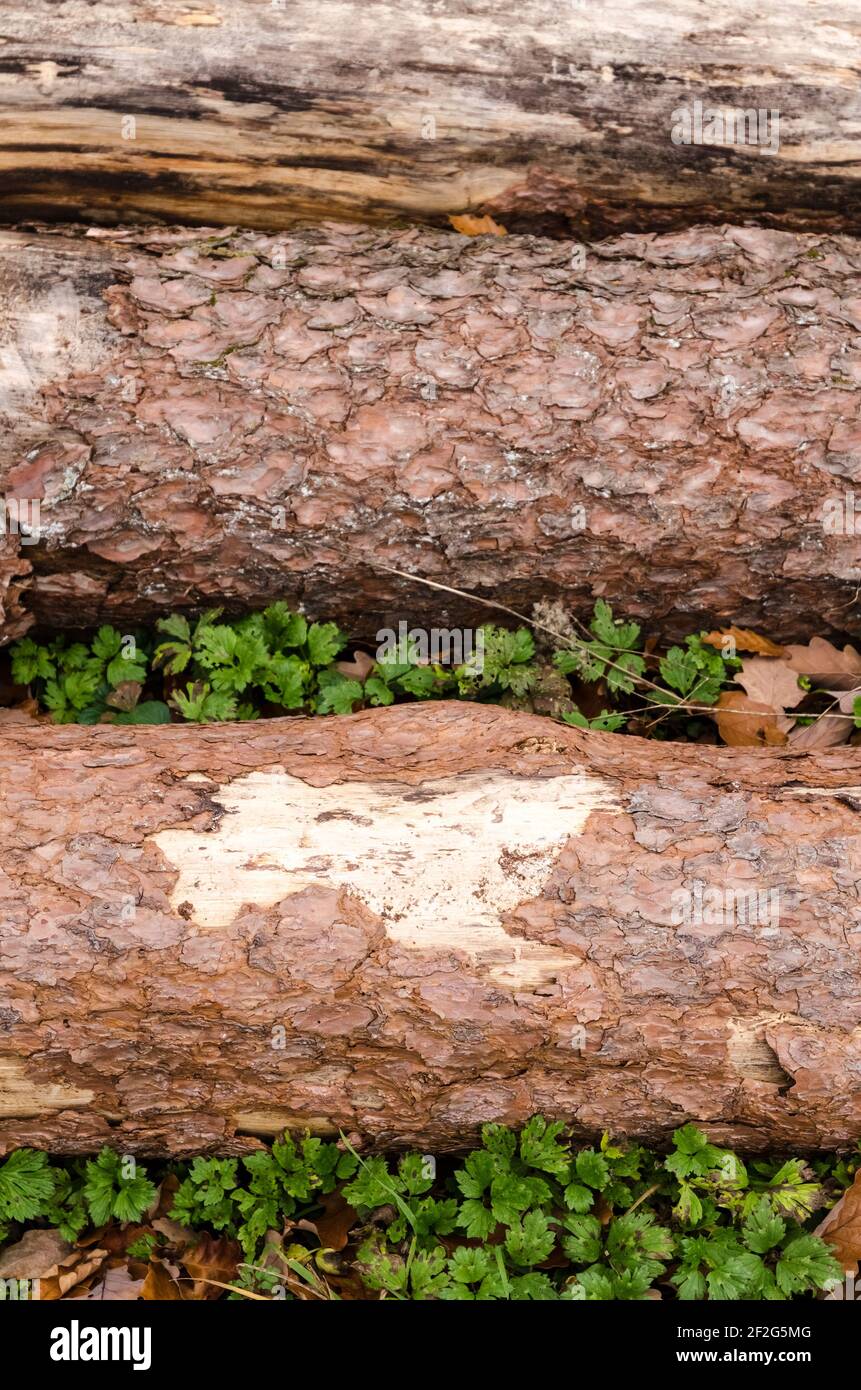 Abstrakte Nahaufnahme von rauer Oberfläche und Struktur von Baumrinde, altes Vintage-Muster, grunge Holzhintergrund, Deutschland, Europa Stockfoto