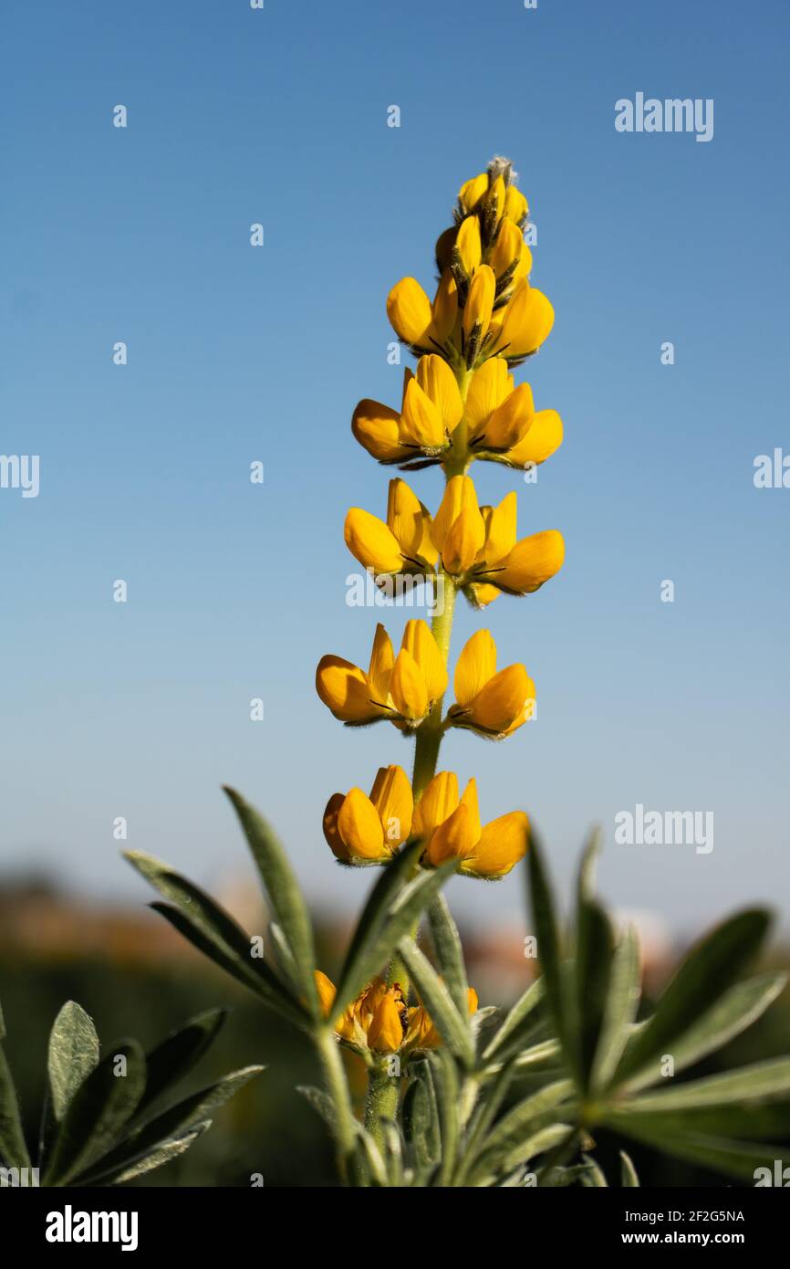 Nahaufnahme einer einzelnen gelben Lupinenblume vor einem weichen blauen Himmel Hintergrund. Vertikales Bild des lupinus arboreus, der in der Natur wächst Stockfoto