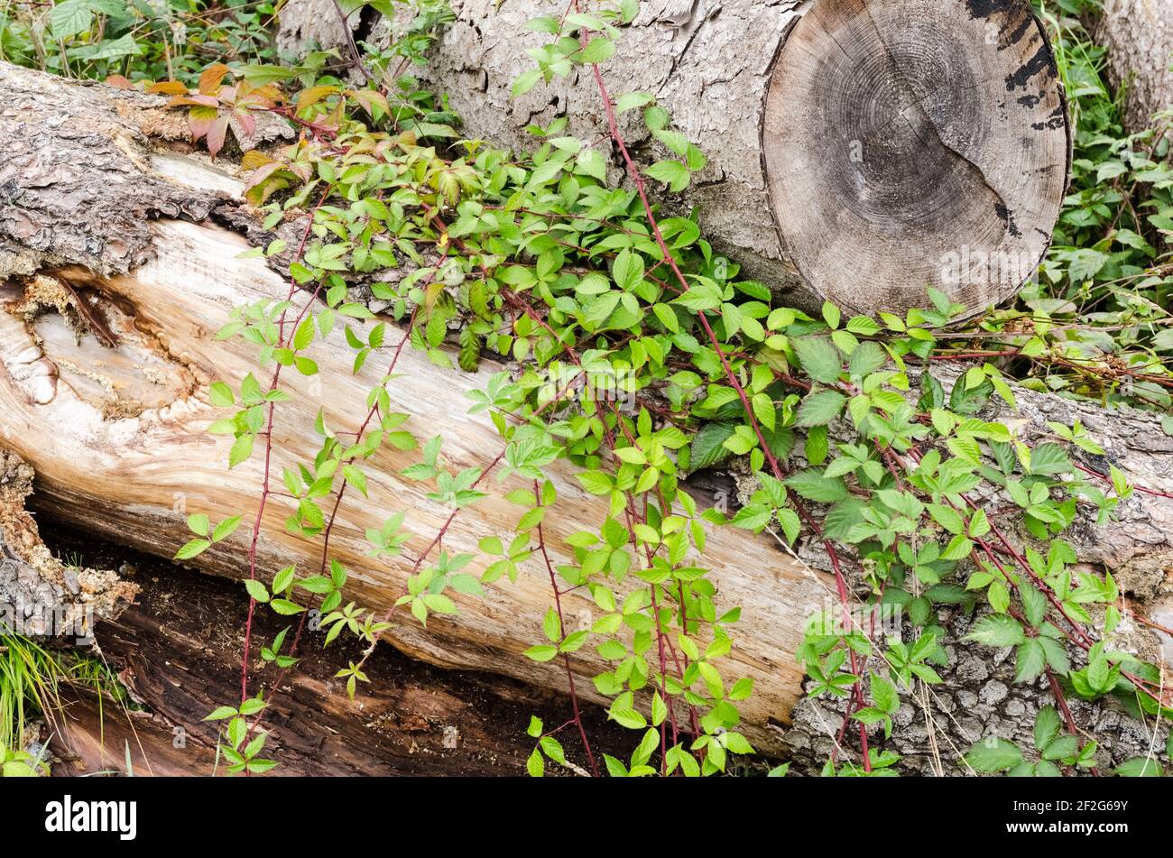 Abstrakte Nahaufnahme von rauer Oberfläche und Struktur von Baumrinde mit grünen Blättern, altes Vintage-Muster, grunge Holzhintergrund, Deutschland, Europa Stockfoto