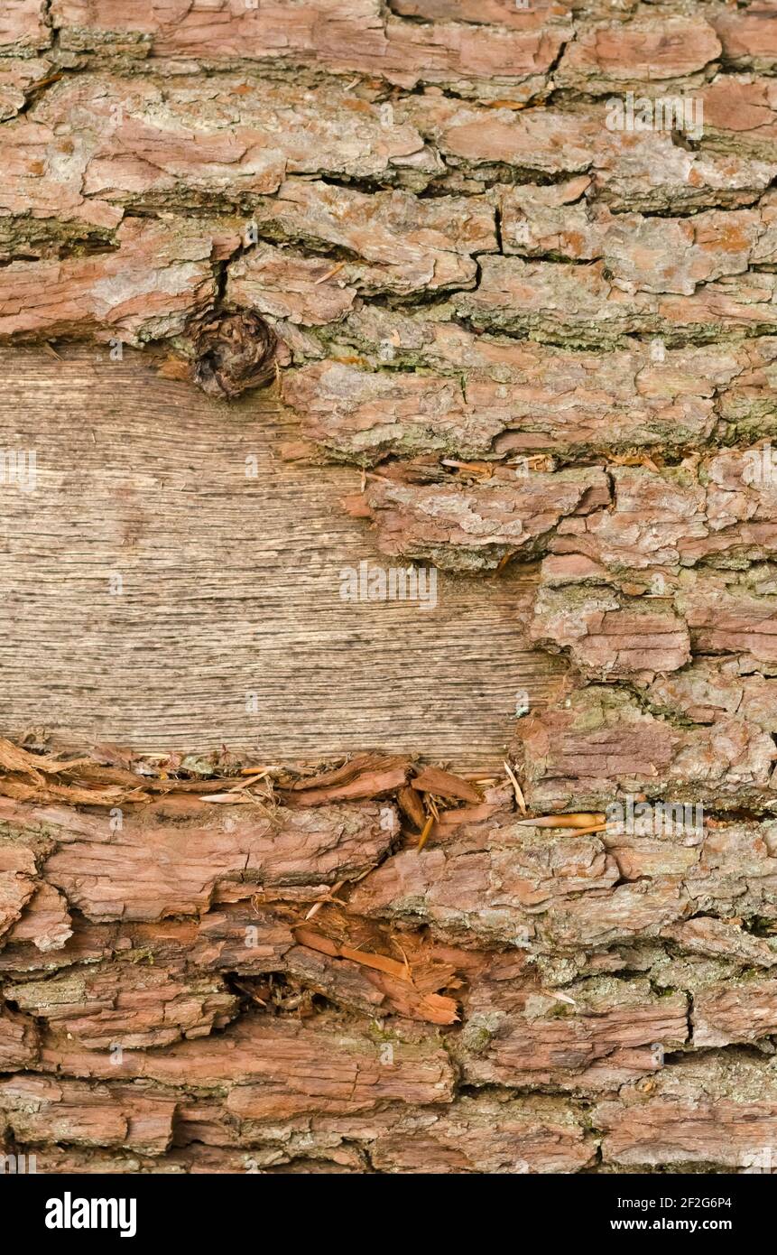 Abstrakte Nahaufnahme von rauer Oberfläche und Struktur von Baumrinde, altes Vintage-Muster, grunge Holzhintergrund, Deutschland, Europa Stockfoto