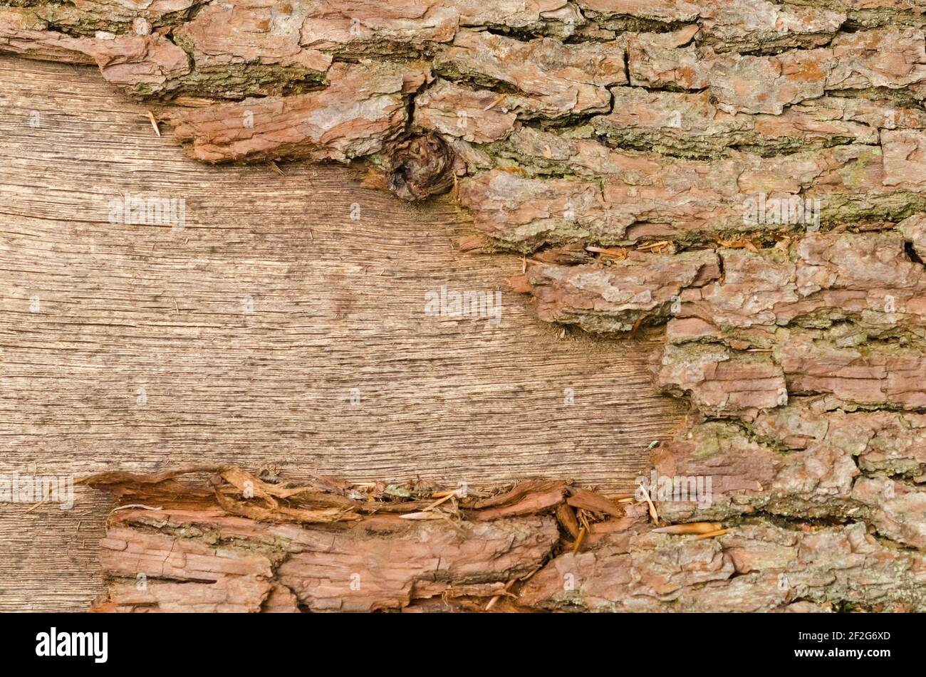 Abstrakte Nahaufnahme von rauer Oberfläche und Struktur von Baumrinde, altes Vintage-Muster, grunge Holzhintergrund, Deutschland, Europa Stockfoto